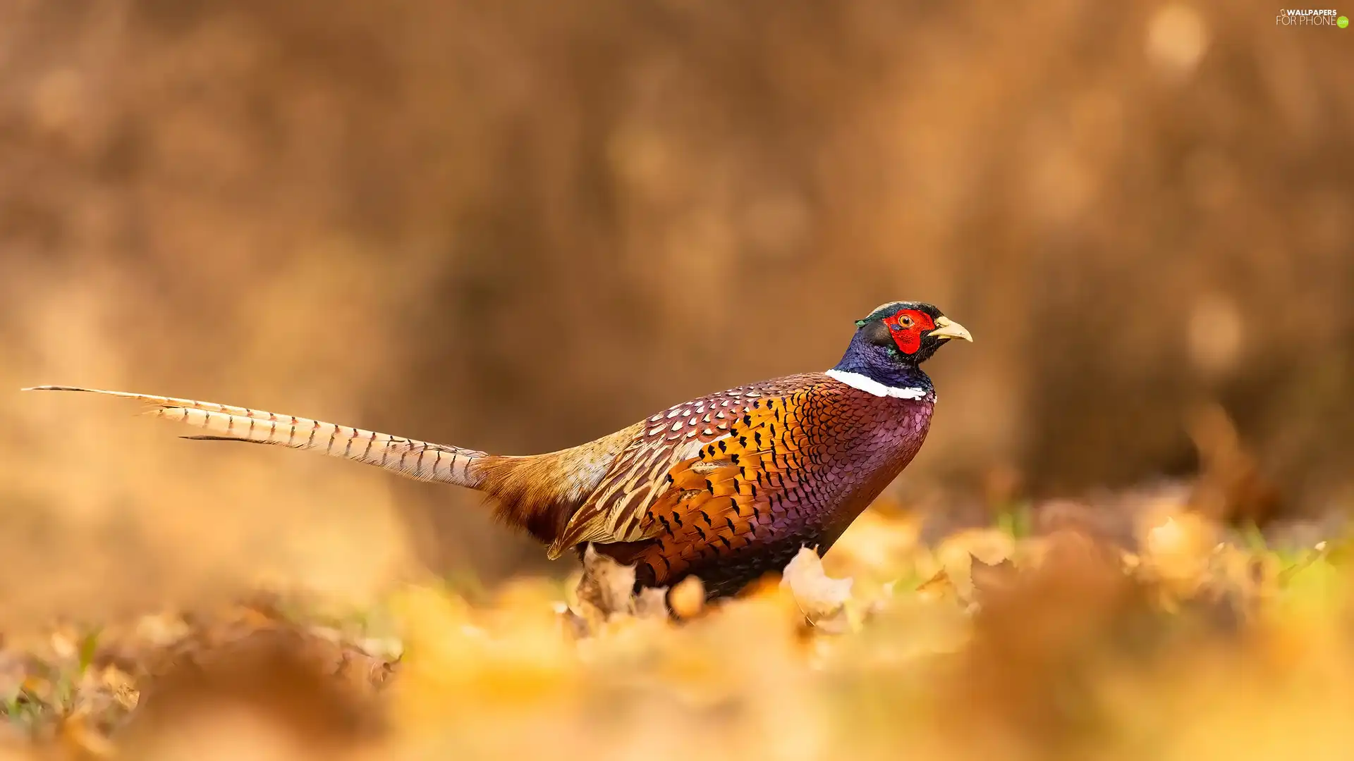 Bird, Common Pheasant