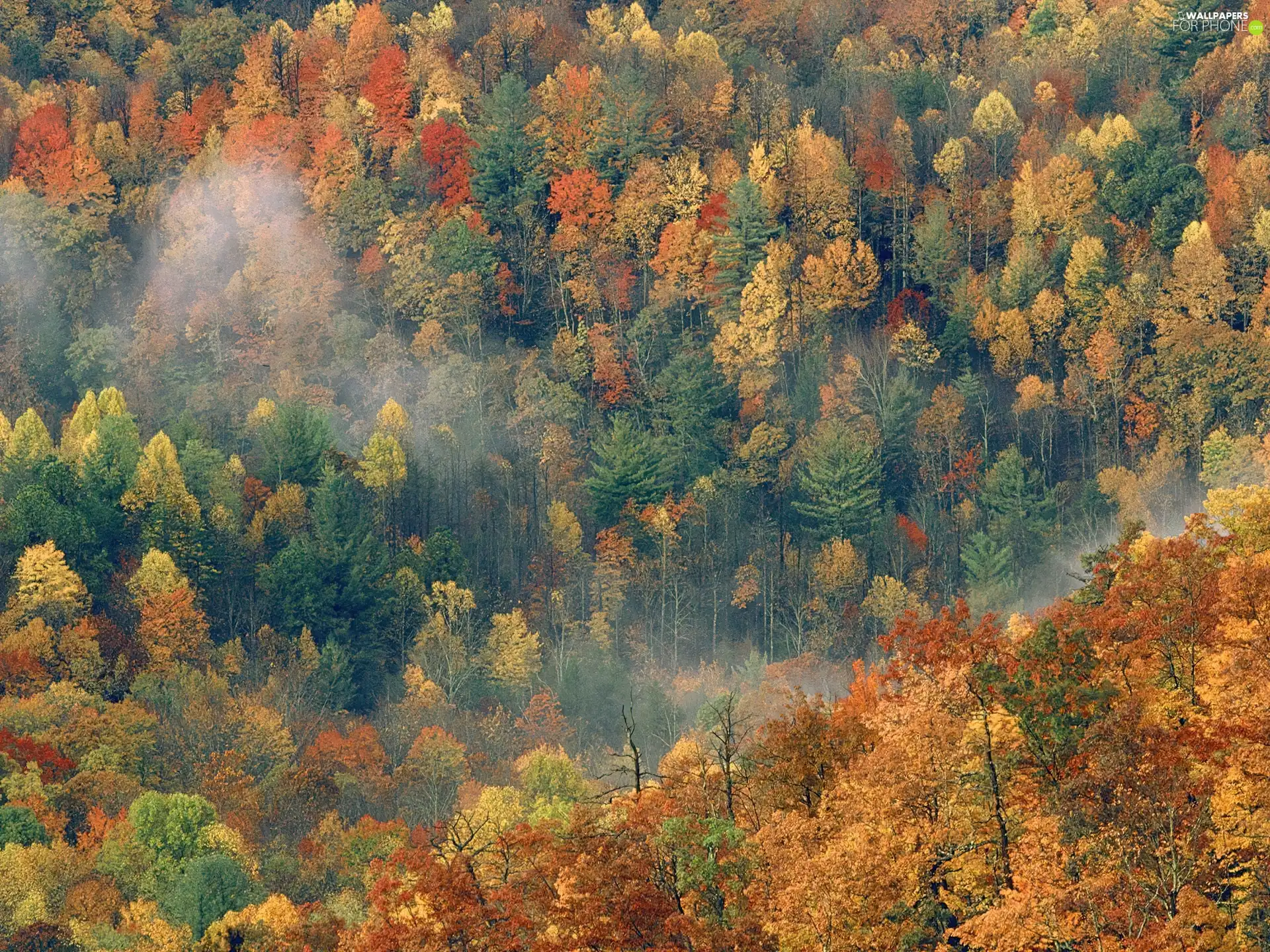 View, flight, bird, forest