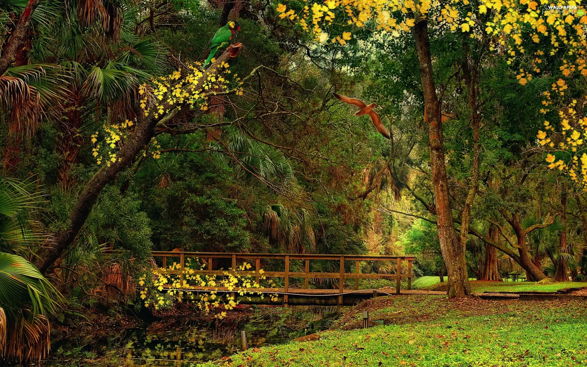 heavenly, bridges, birds, Park