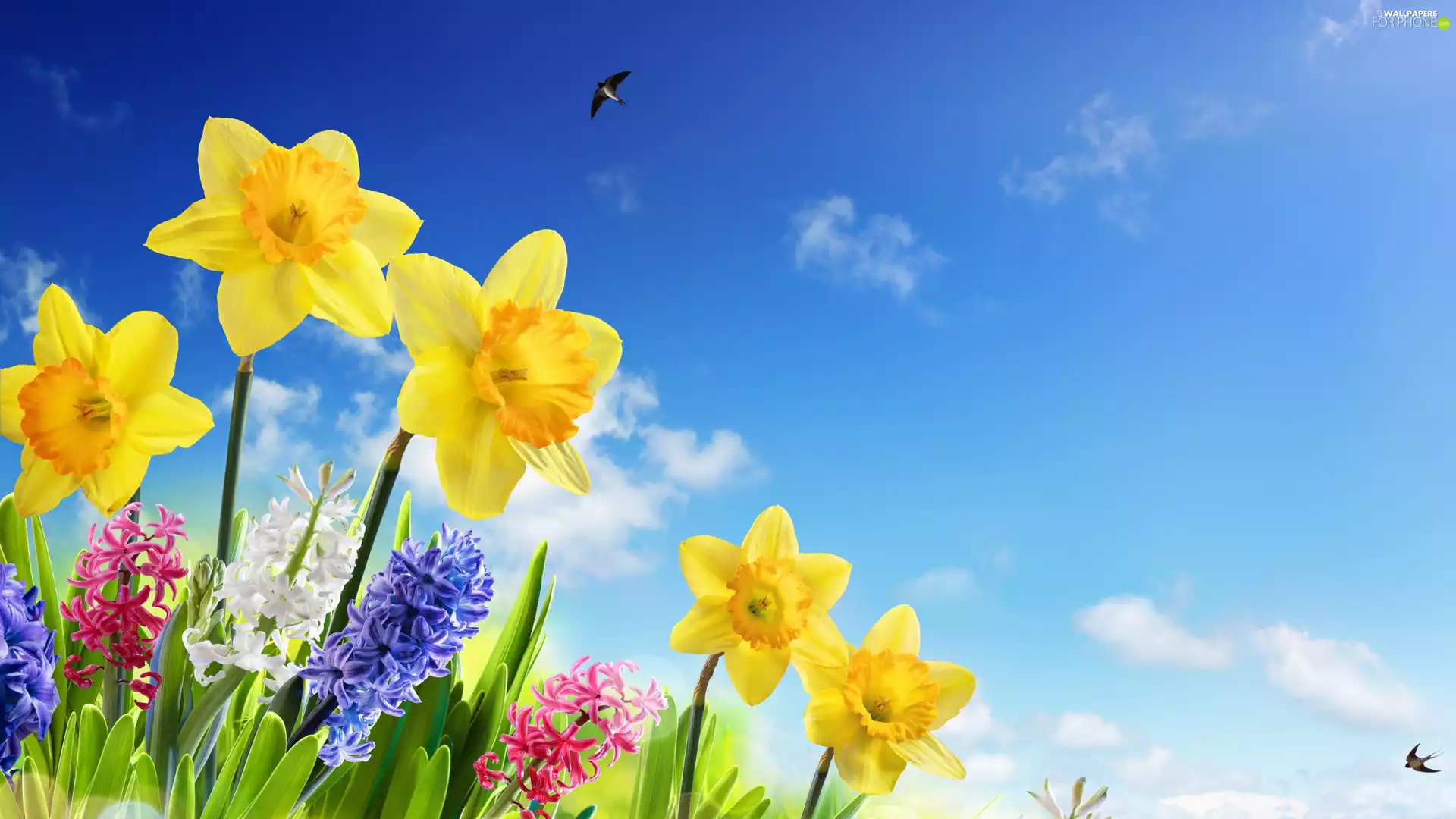 Sky, birds, Hyacinths, Jonquil, Flowers
