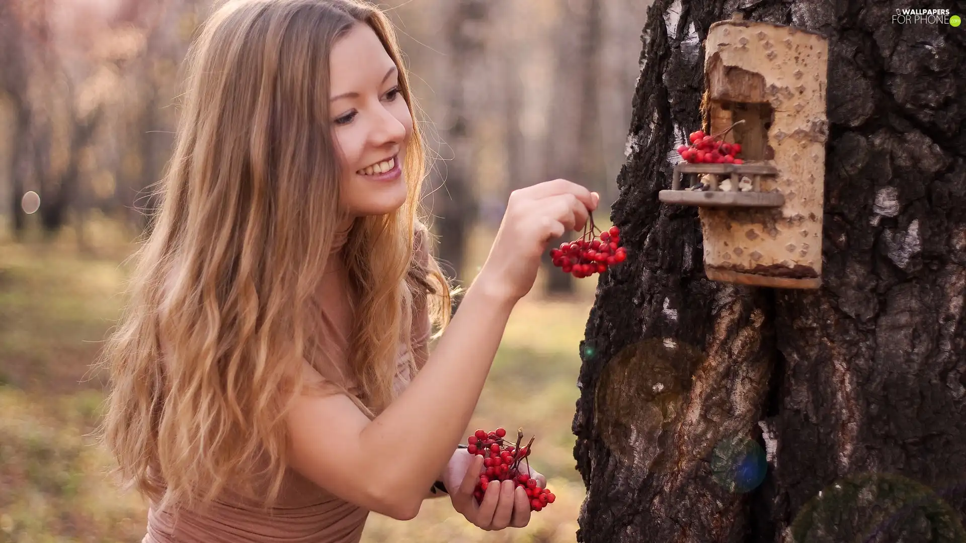 Bird, Blonde, birds, Plant, for, forest