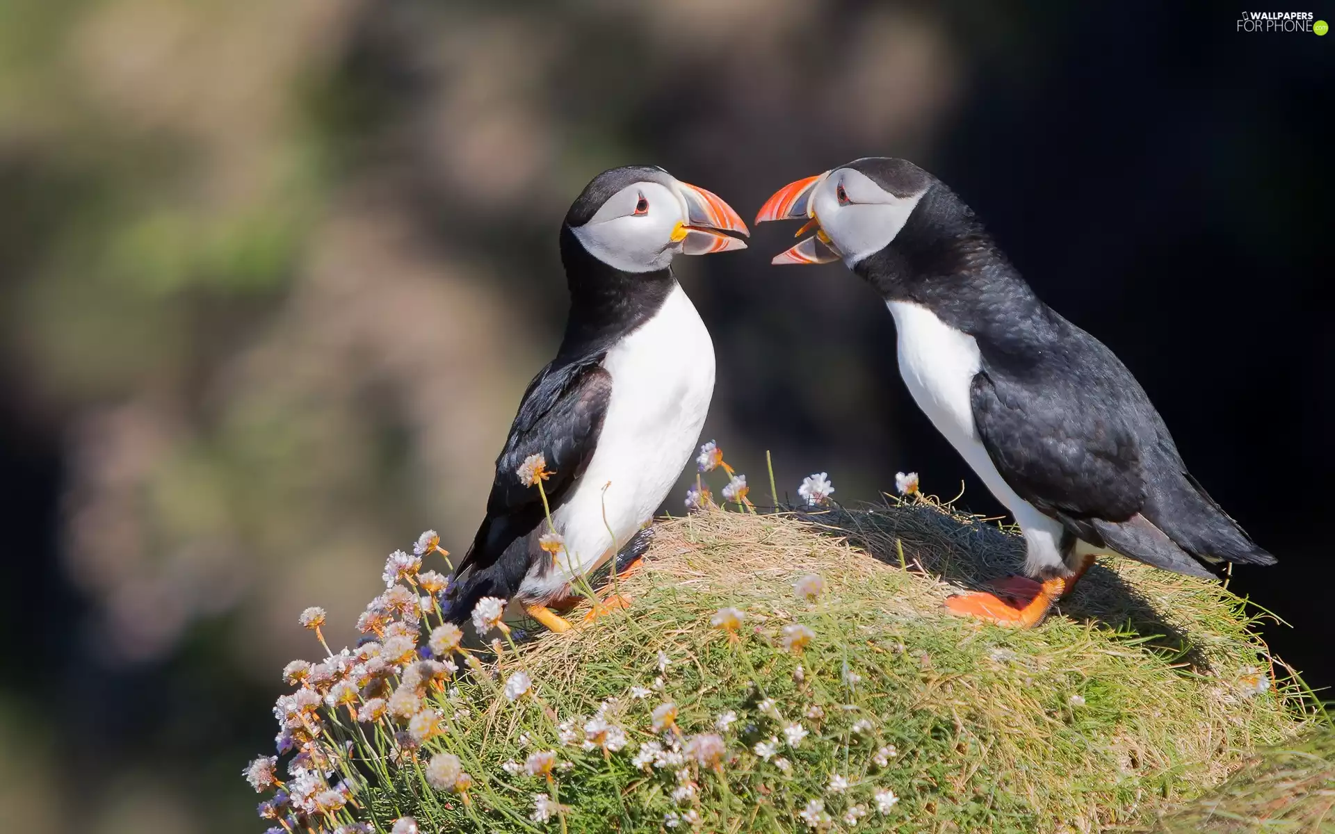 Puffins, Two cars, birds