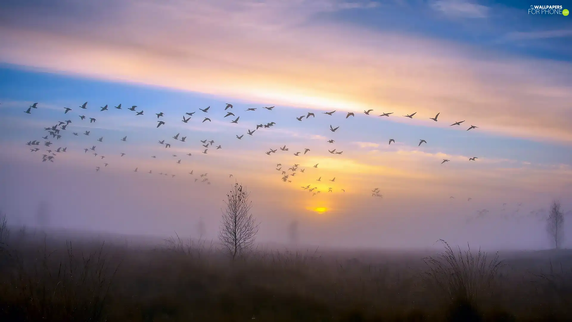 Sunrise, Plants, birds, Fog