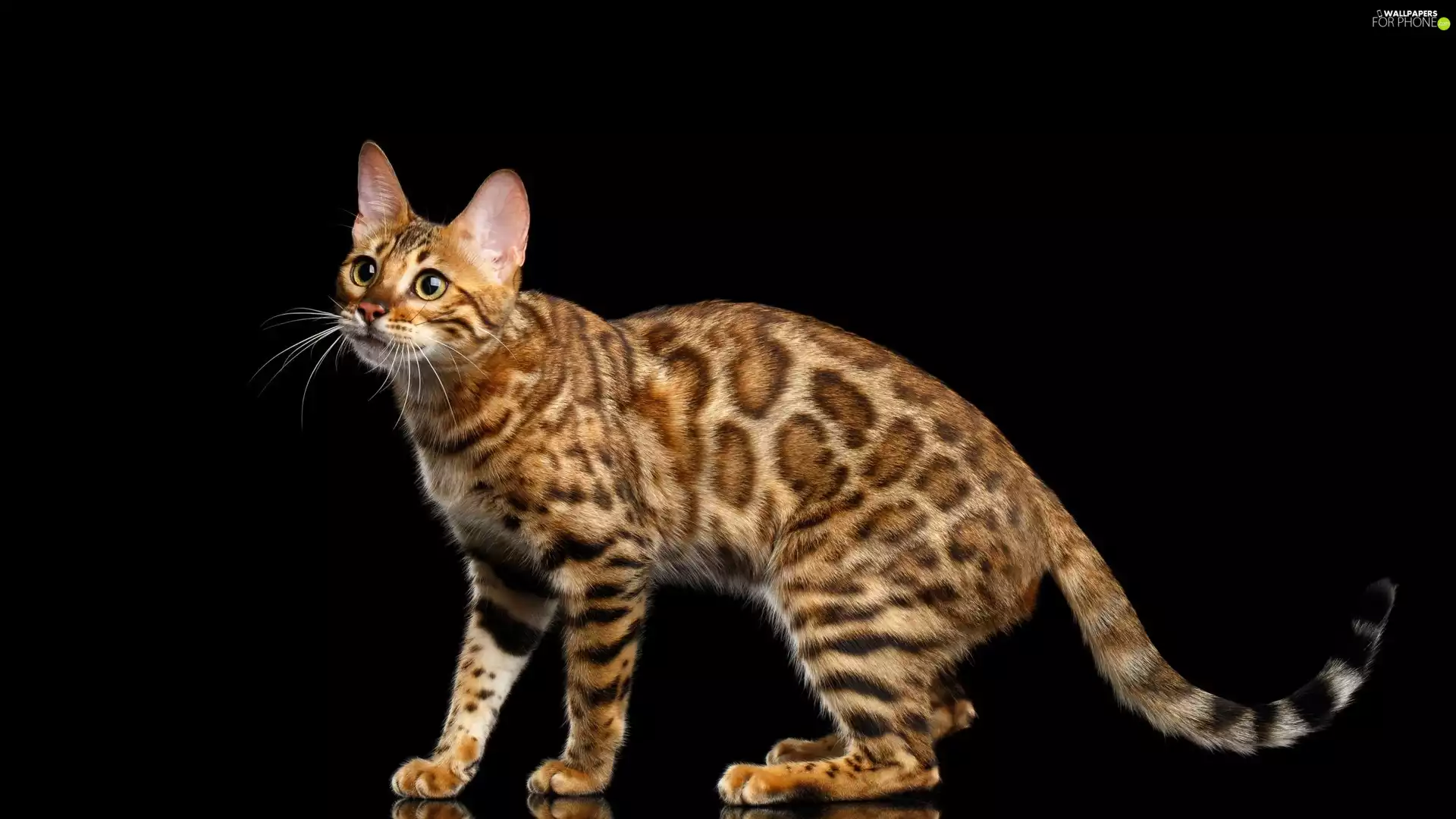 background, Bengal Cat, Black
