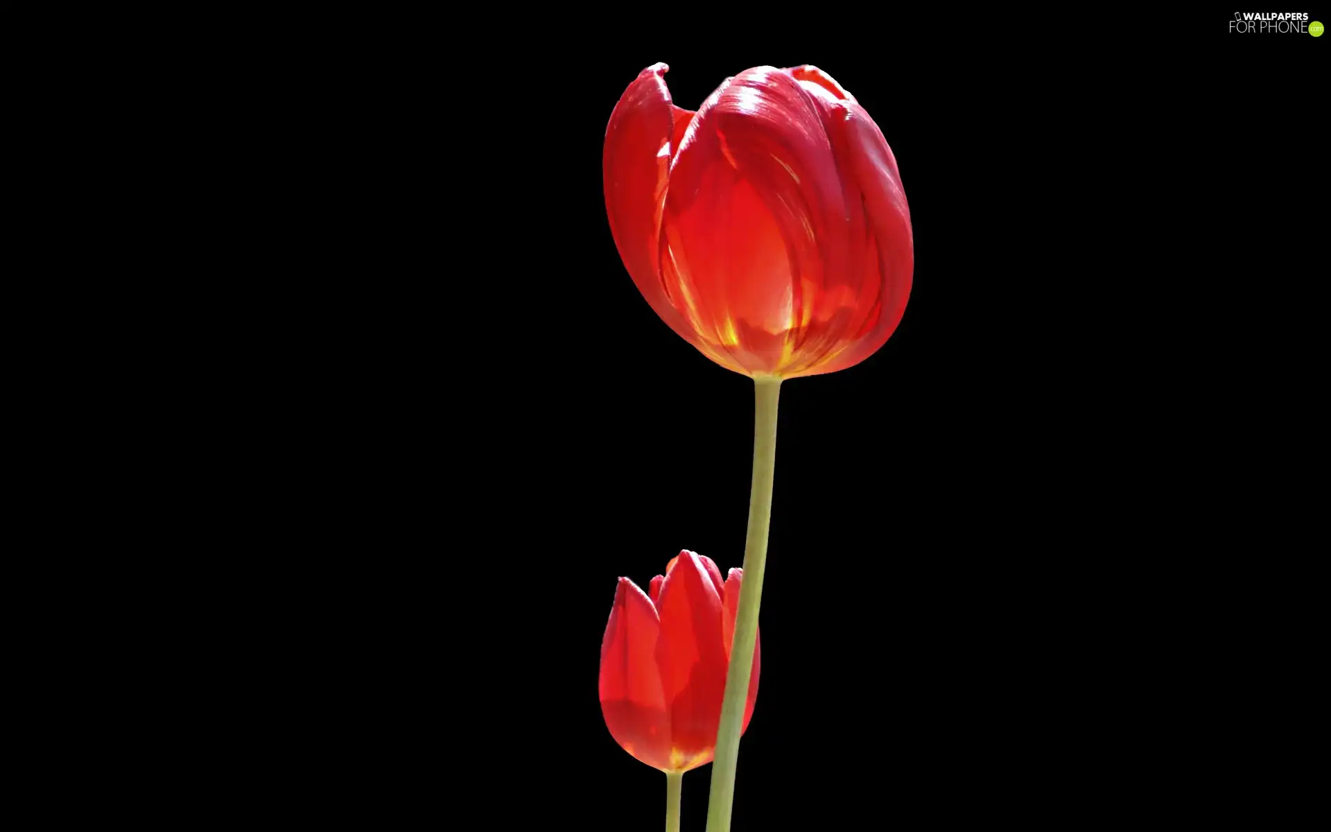 Black, background, Red, Tulips, Two cars