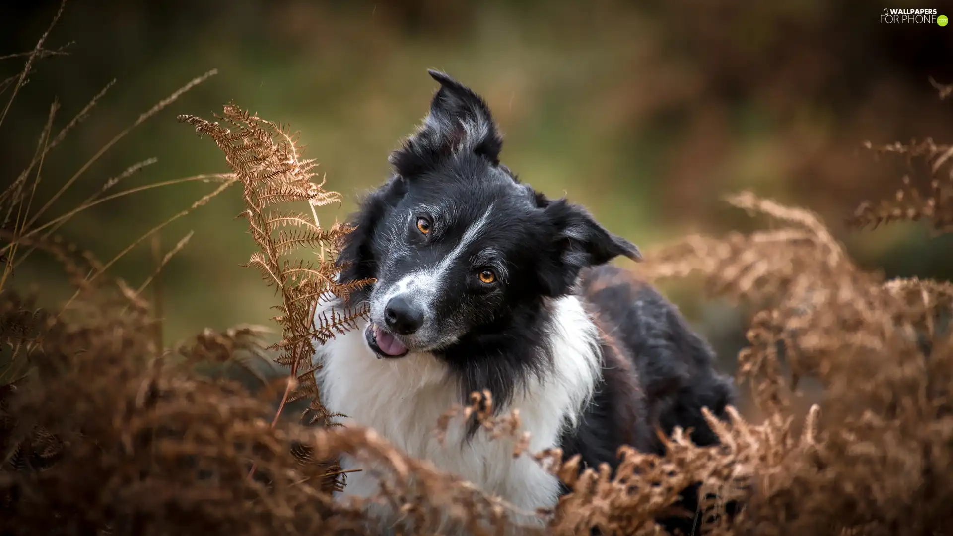 withered, fern, dog, Border Collie, White and Black