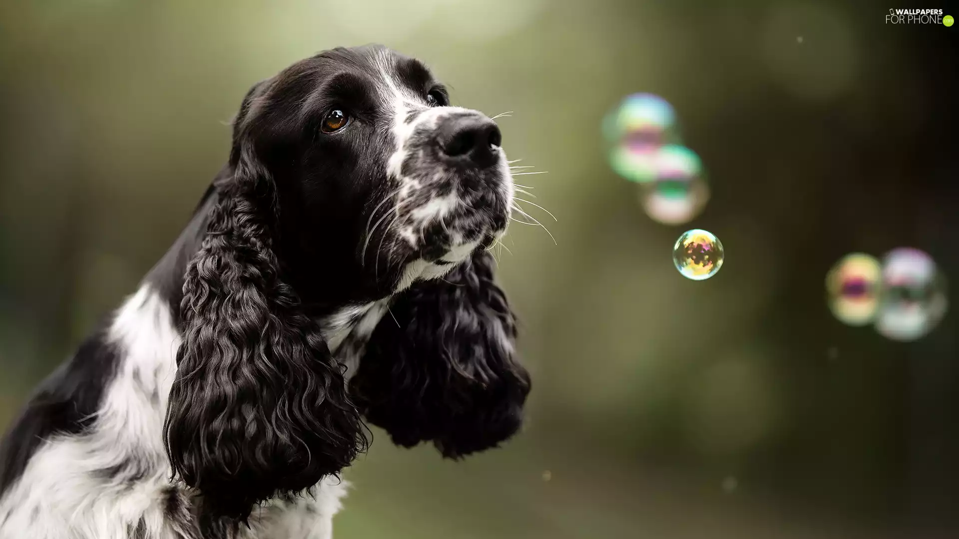 black and white, English Cocker Spaniel, interesting eyes, dog