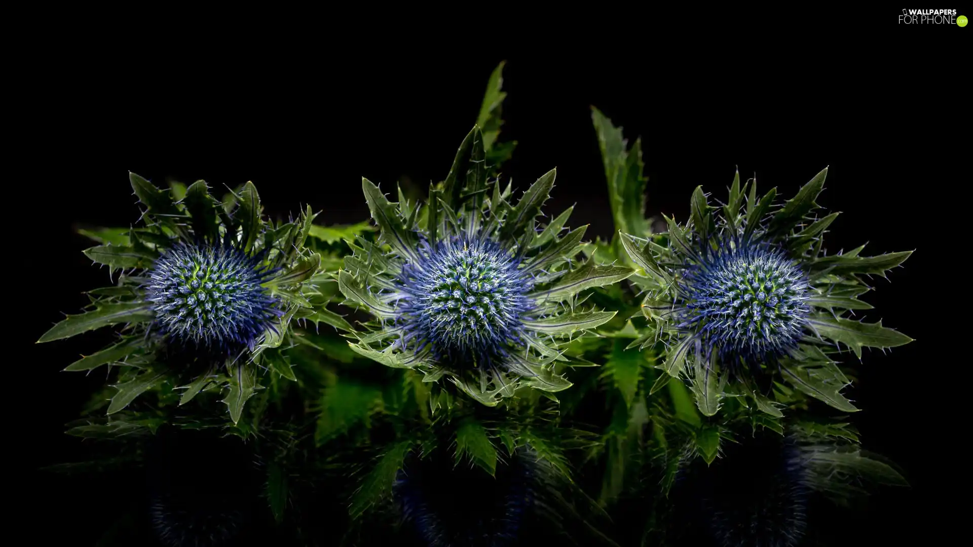 teasel, background, reflection, Black