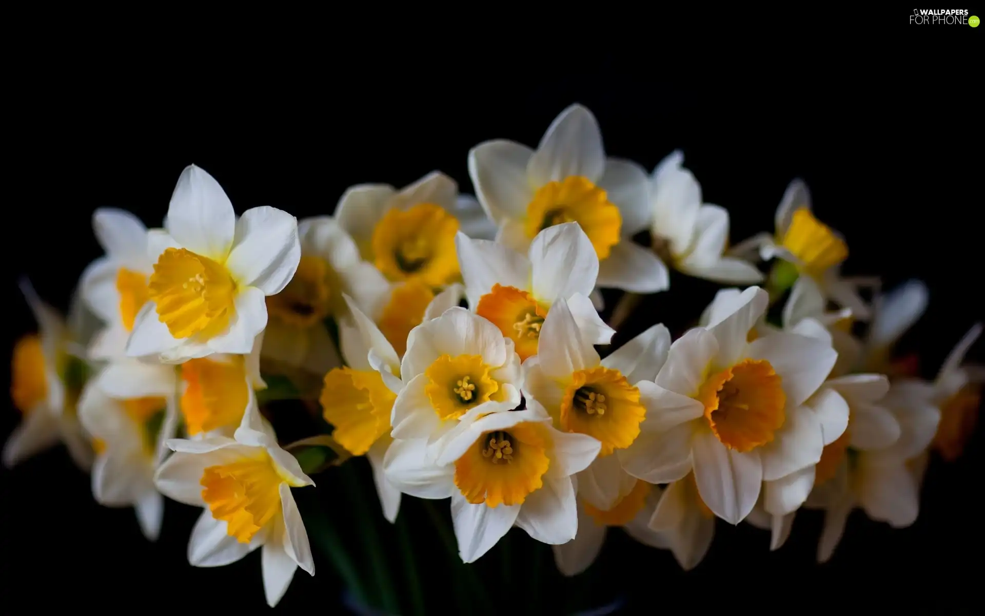 black, tle, bouquet, an, Daffodils