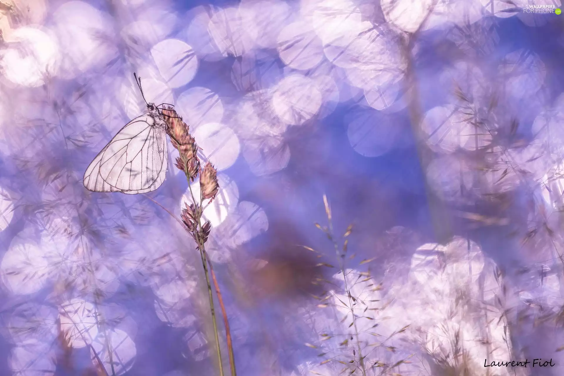 butterfly, blades, grass, Black-veined White