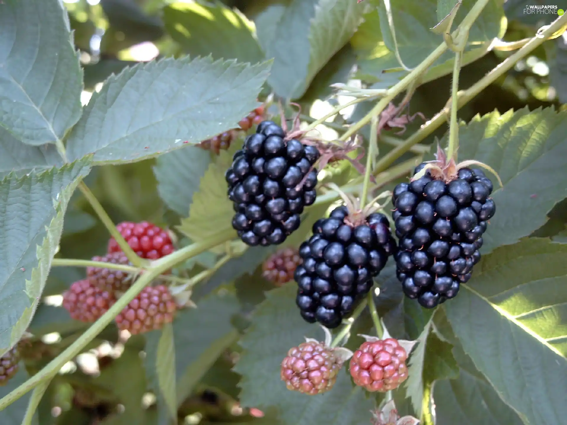 Fruits, blackberries