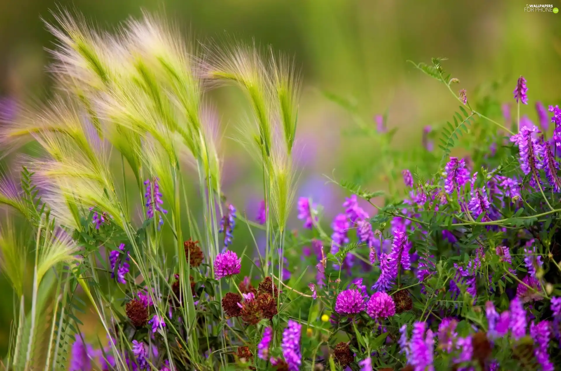 blades, Wildflowers, Flowers