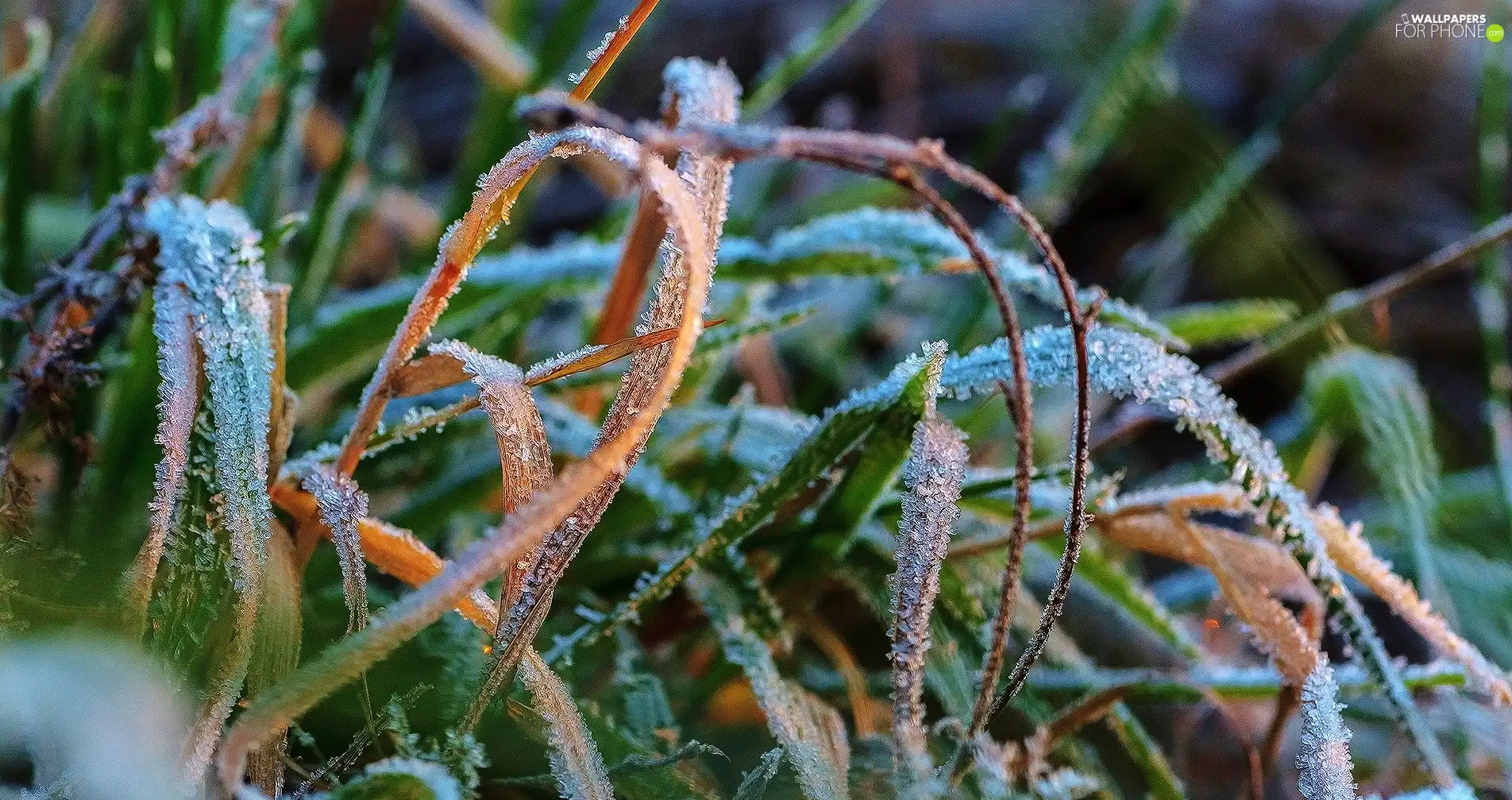 White frost, grass, blades