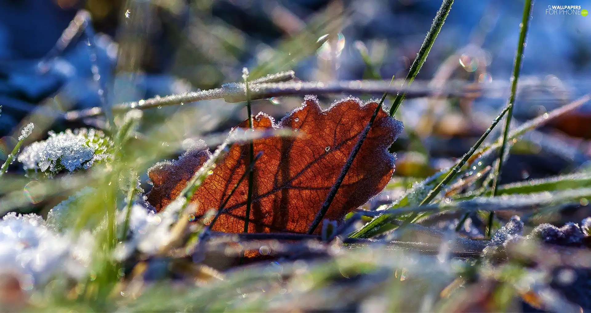 White frost, leaf, blades