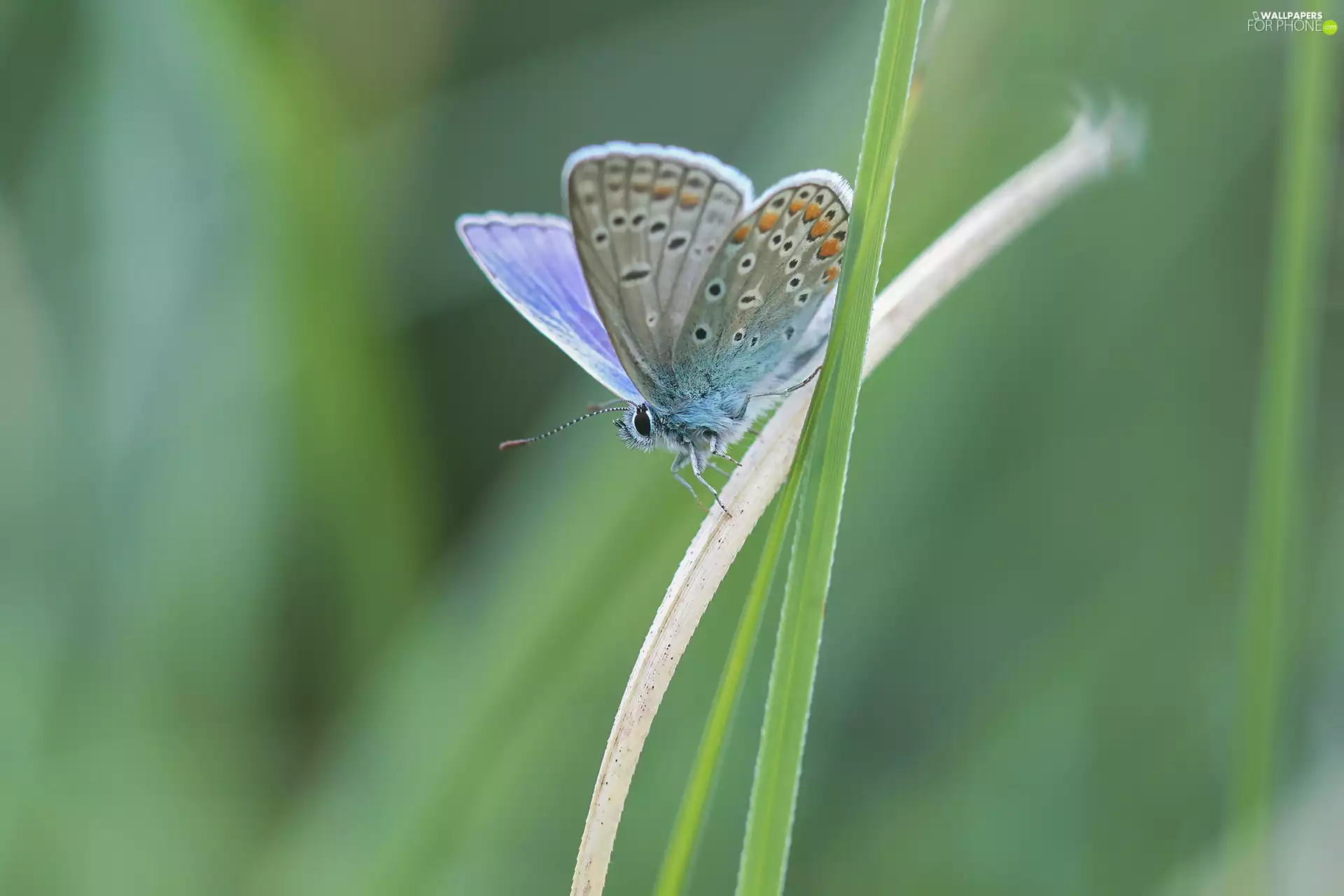 butterfly, blades, grass, Dusky Icarus