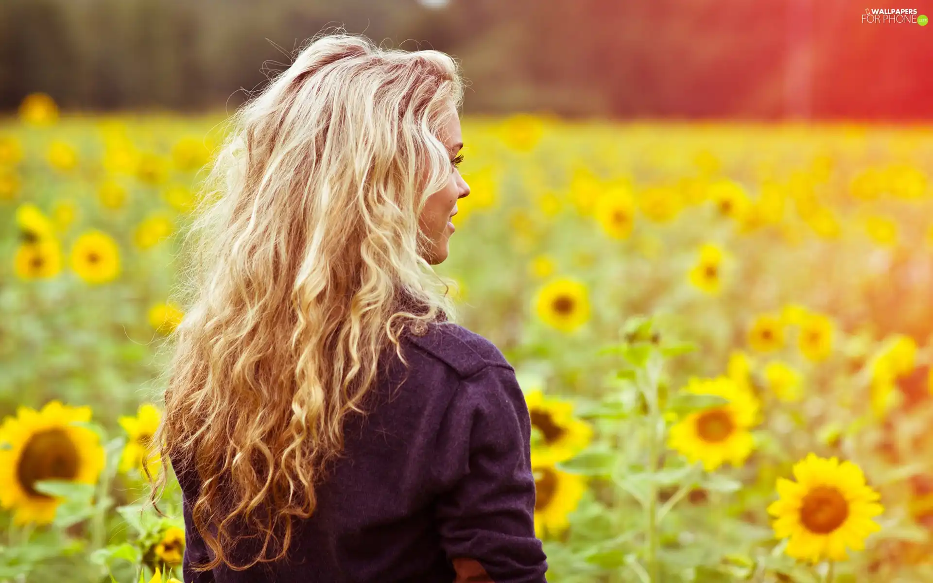 Nice sunflowers, Women, Blonde