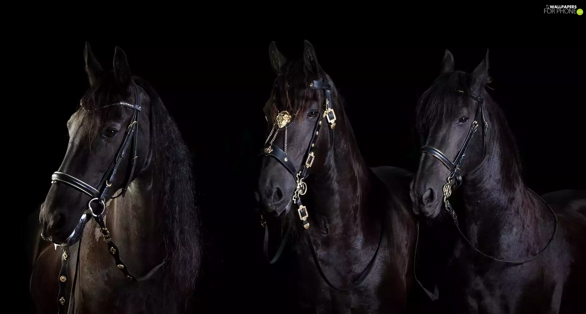 Three, bloodstock, black background, Kare