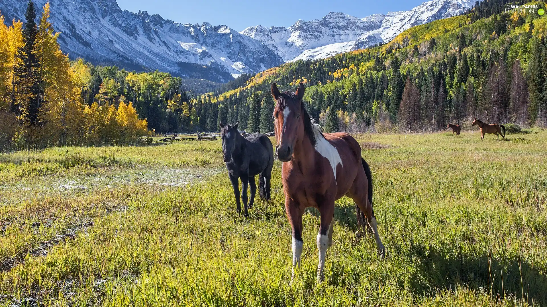 trees, autumn, Meadow, bloodstock, viewes, Mountains