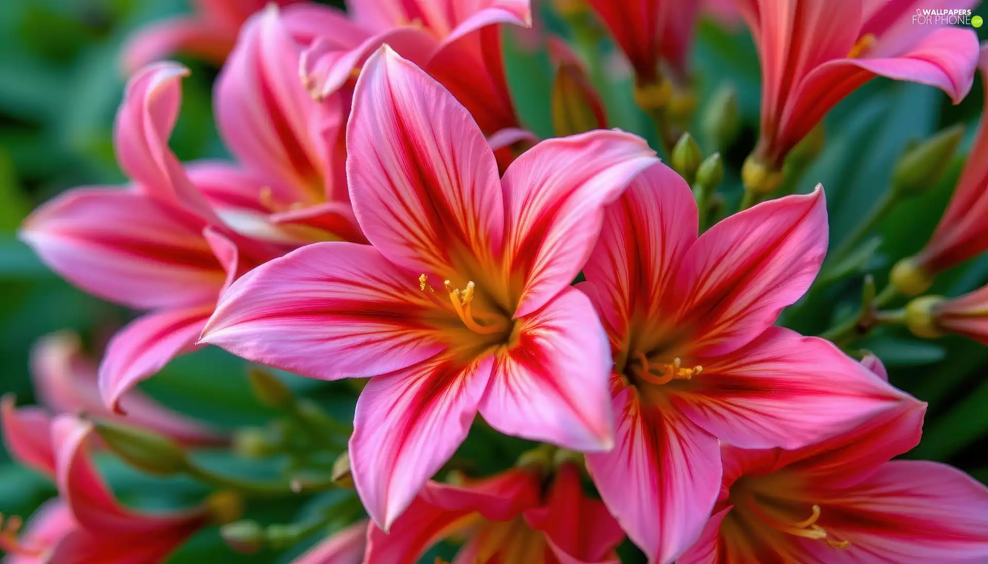 Pink, Flowers, rapprochement, bloom