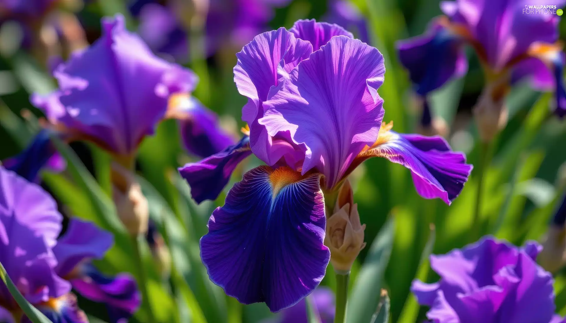 Violet, iris, rapprochement, bloom