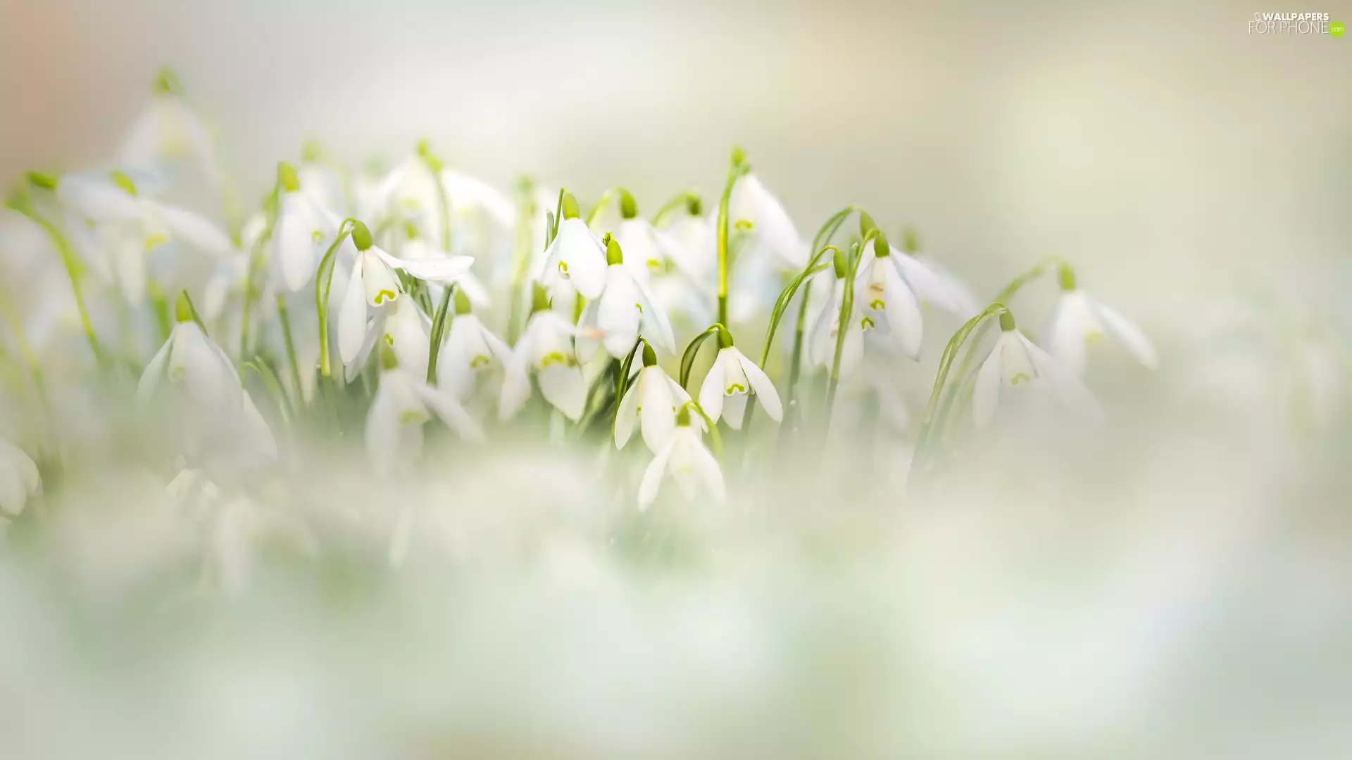 Flowers, snowdrops, blur, blooming