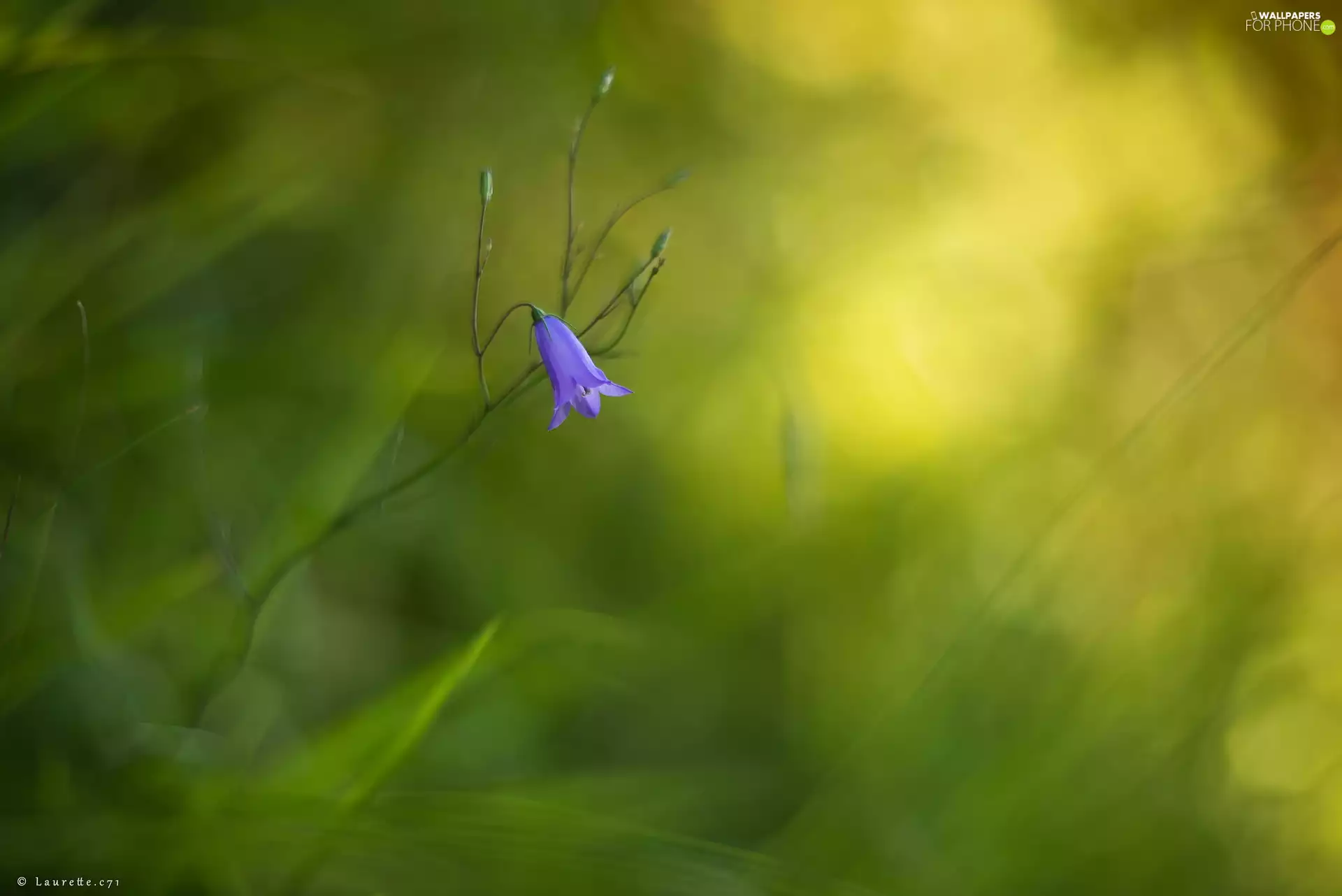 bell, Colourfull Flowers, blue