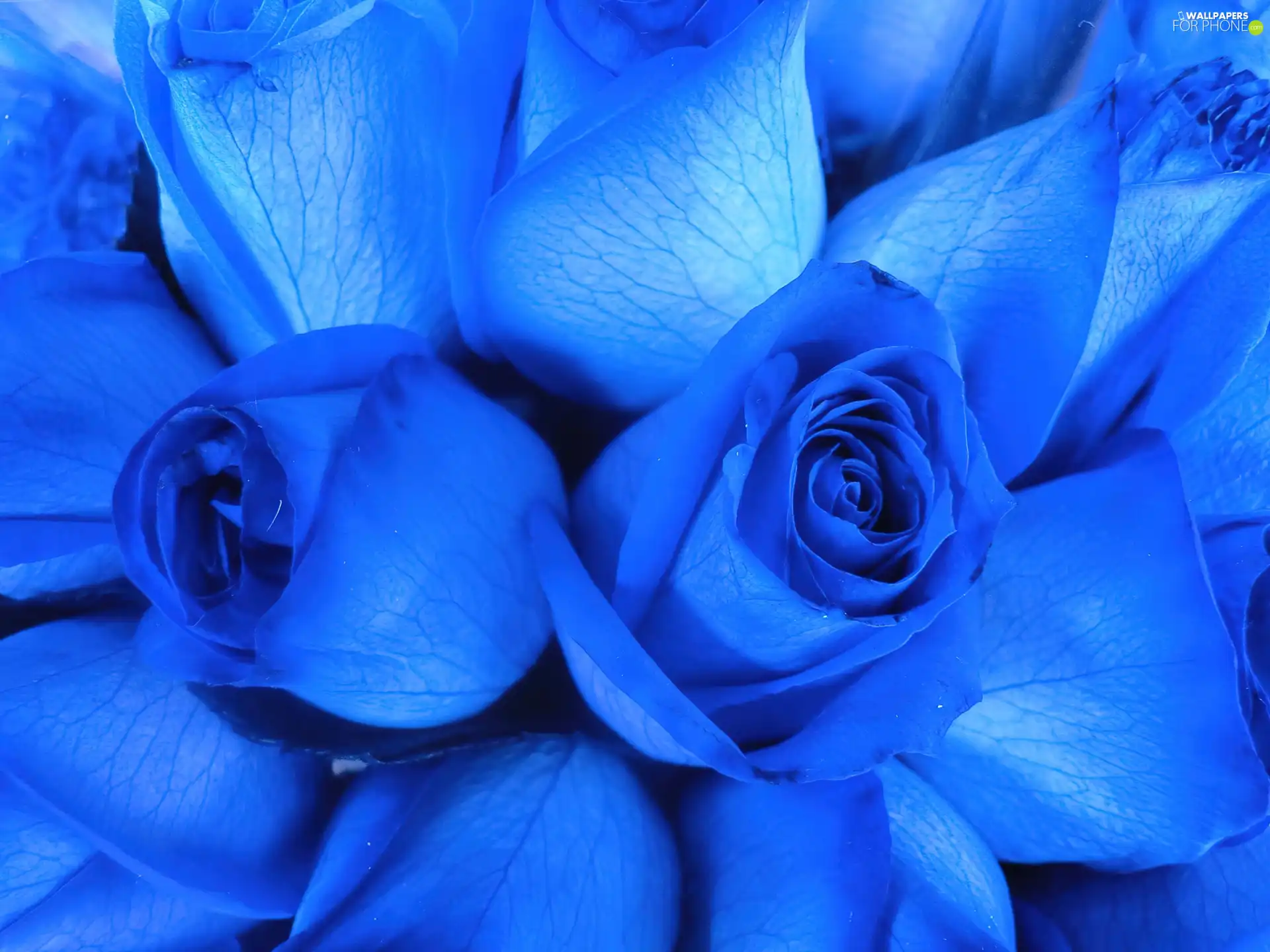 Blue, bioluminescence, rays, ultraviolet, roses