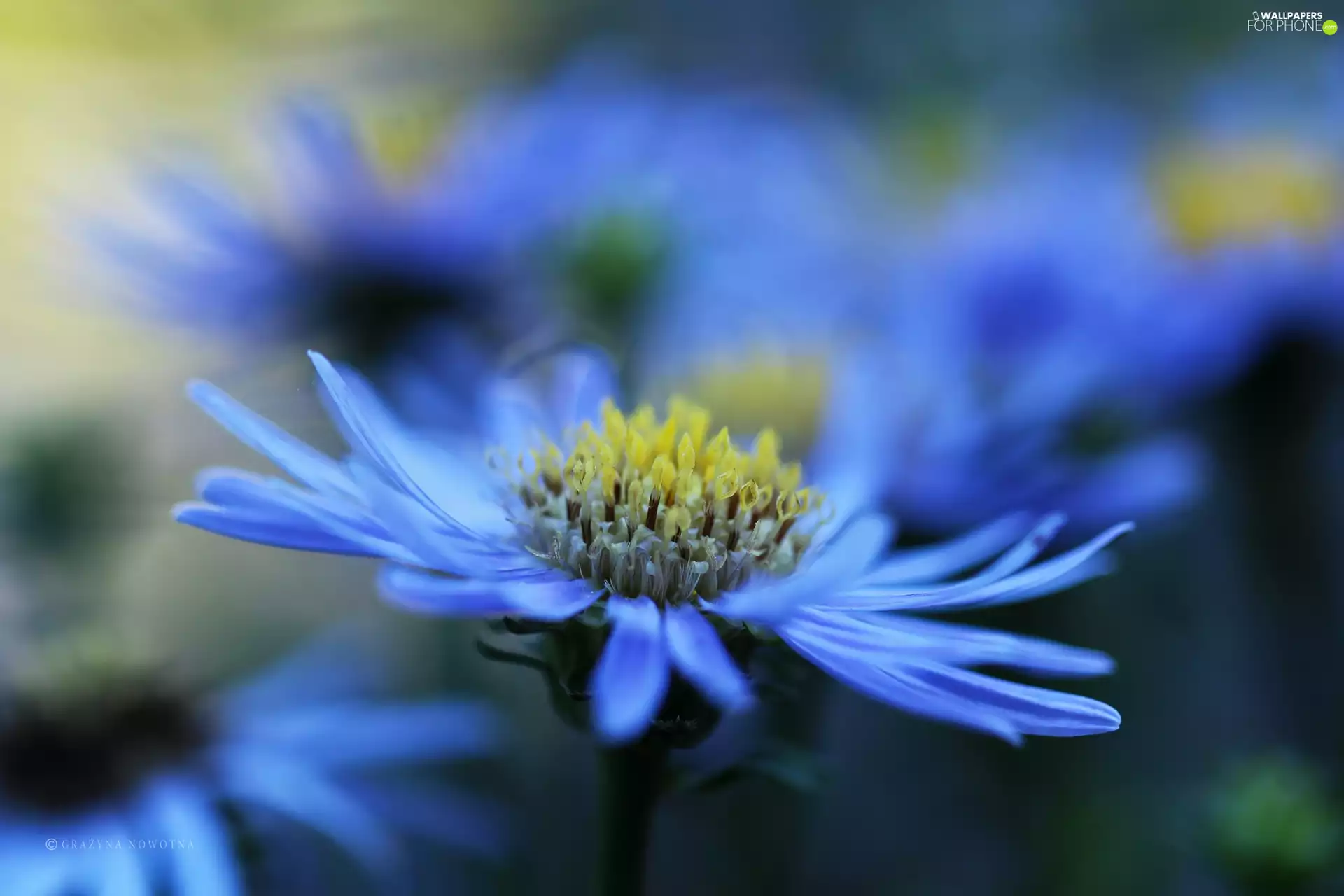 Colourfull Flowers, Aster, blue