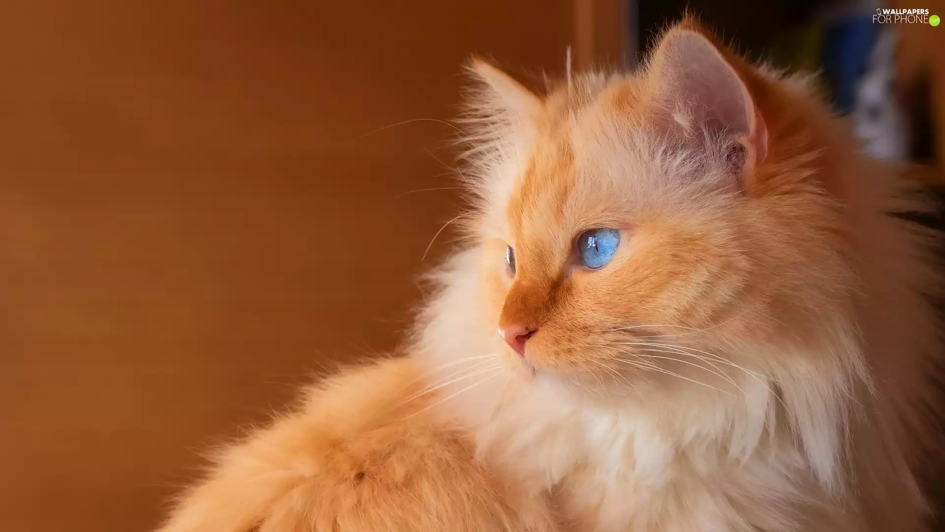 Longhaired, Blue Eyed, cat, ginger