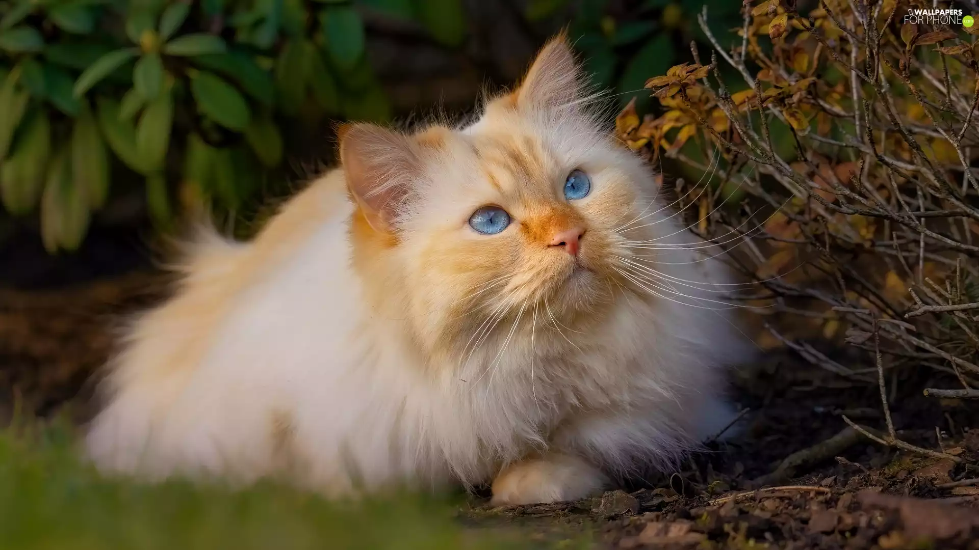 lying, Blue Eyed, cat, Reddish