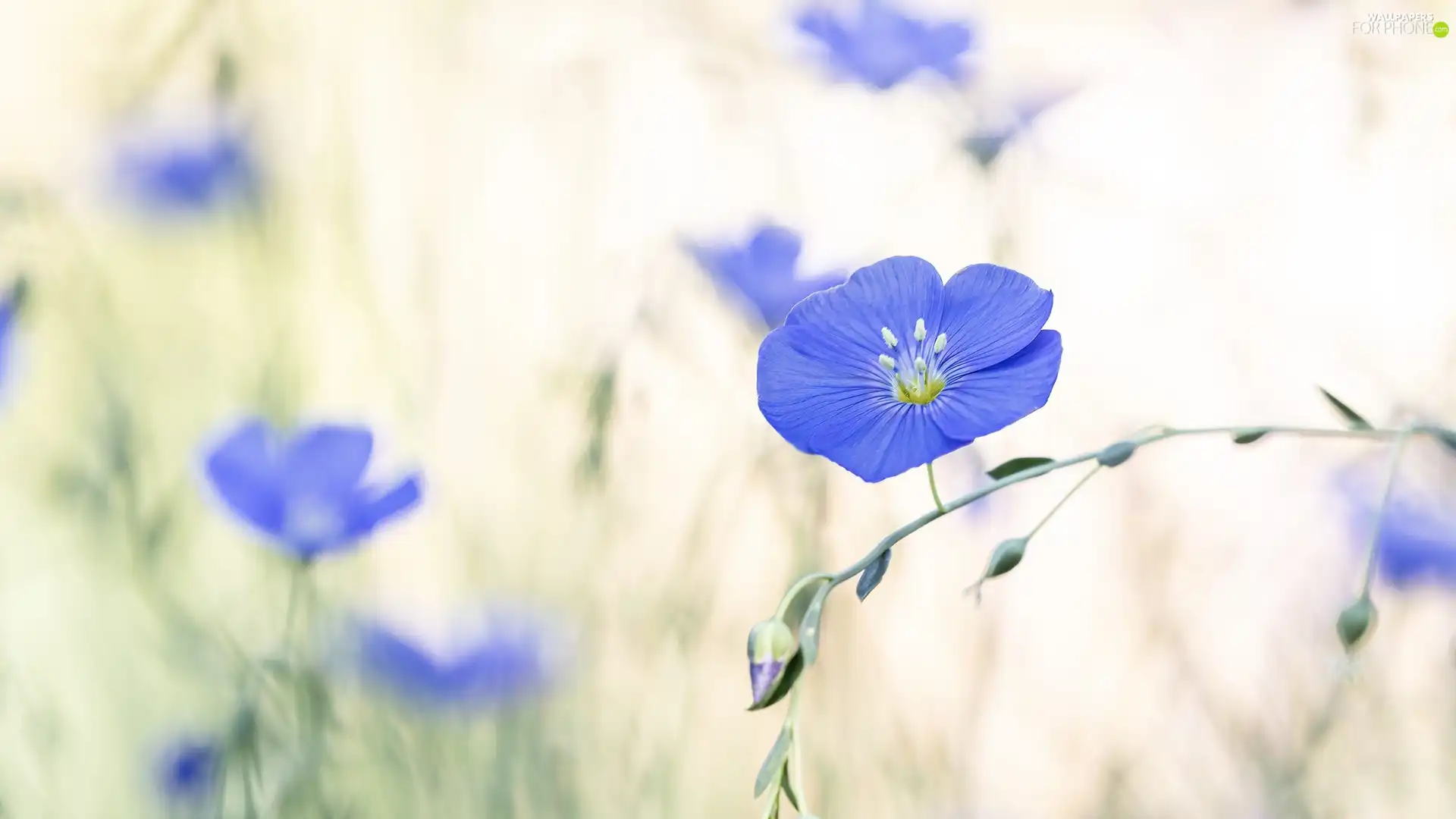 Flowers, linen, blur, Blue