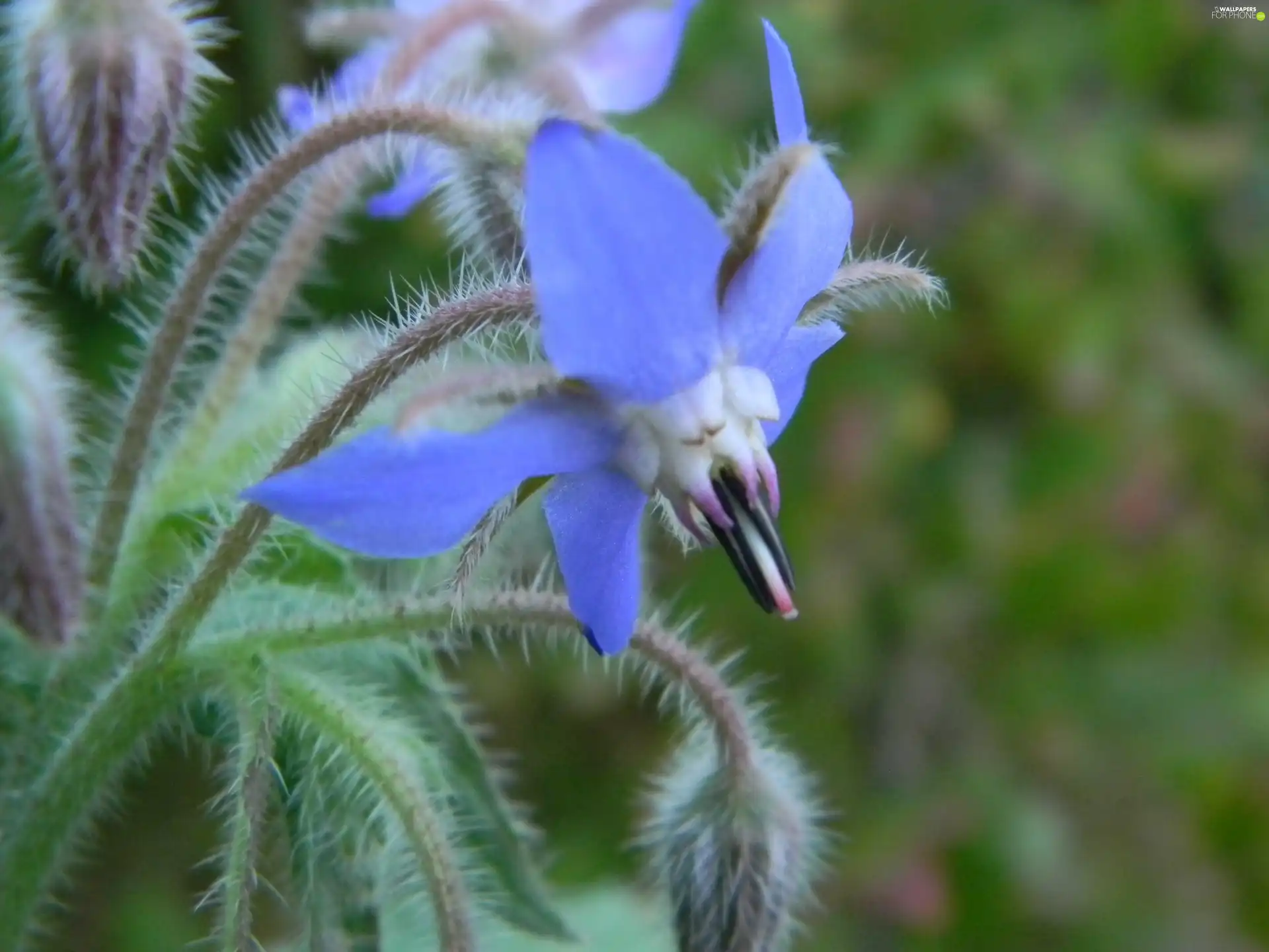 Colourfull Flowers, borage, blue