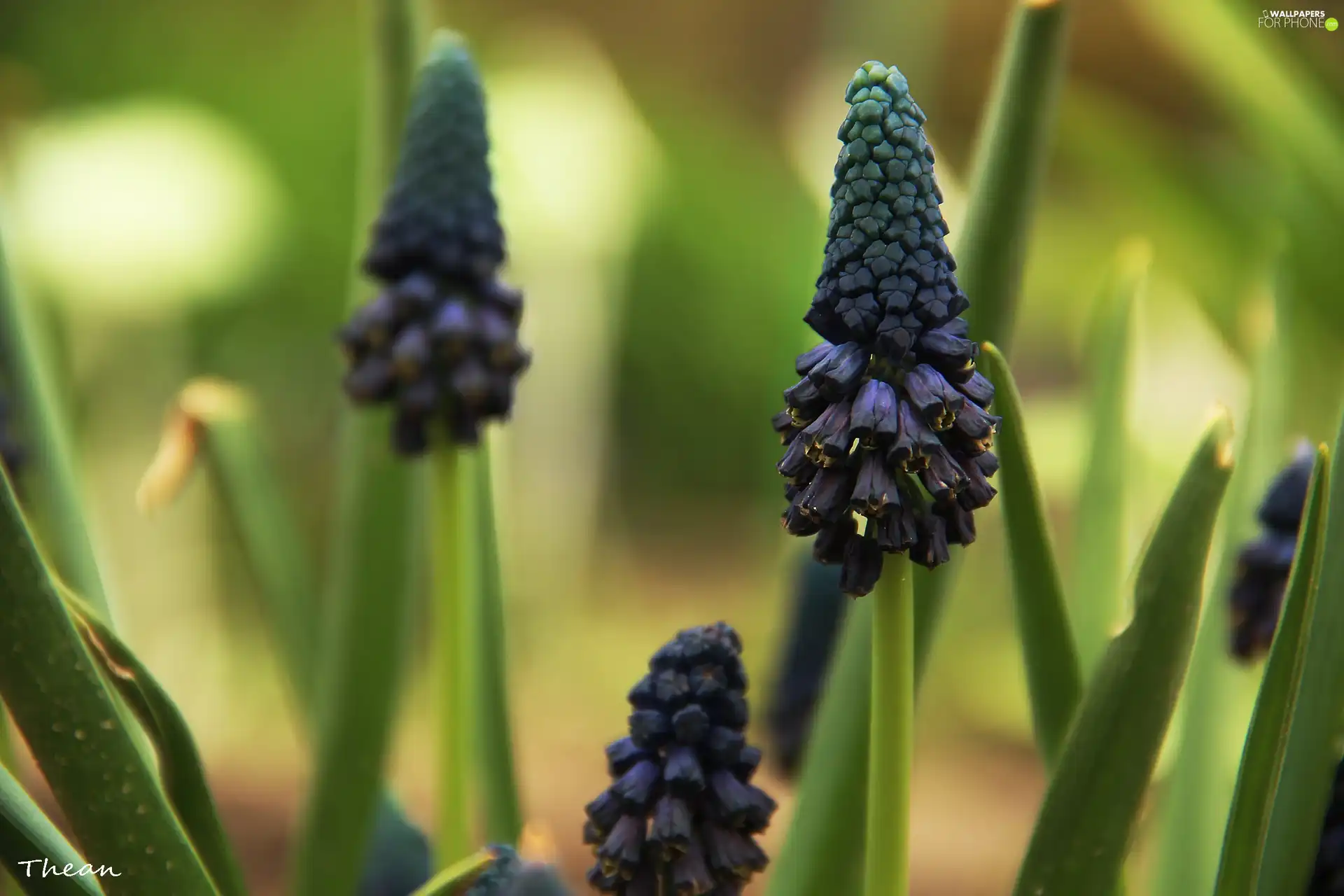 Colourfull Flowers, Muscari, blue
