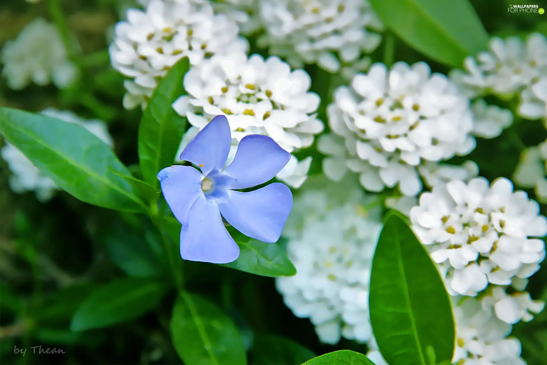 Colourfull Flowers, myrtle, blue