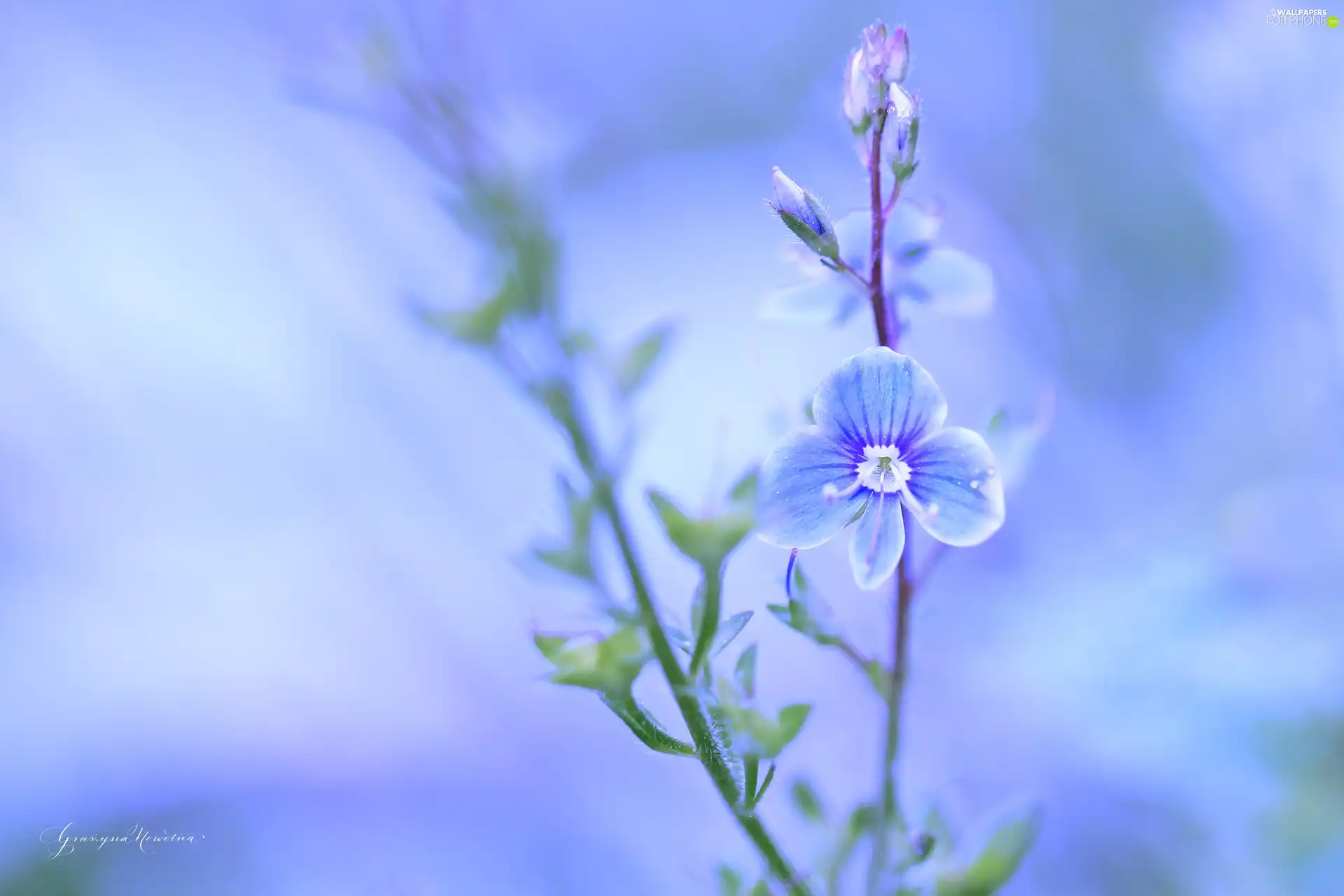 Colourfull Flowers, speedwell, blue