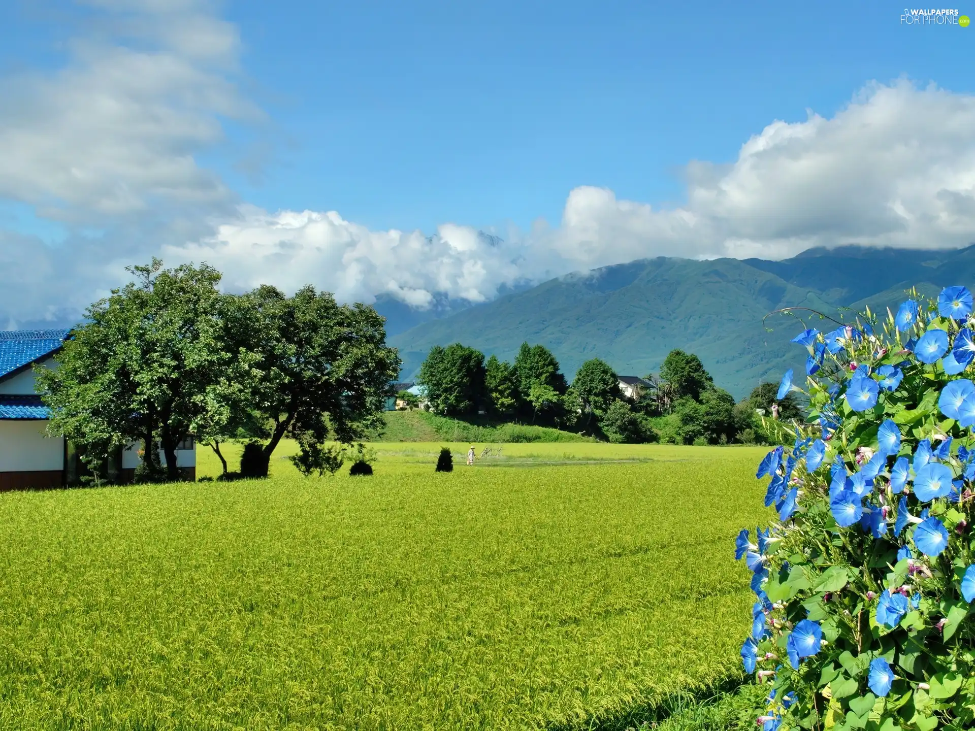 Blue, Flowers, Field, cereals, Mountains
