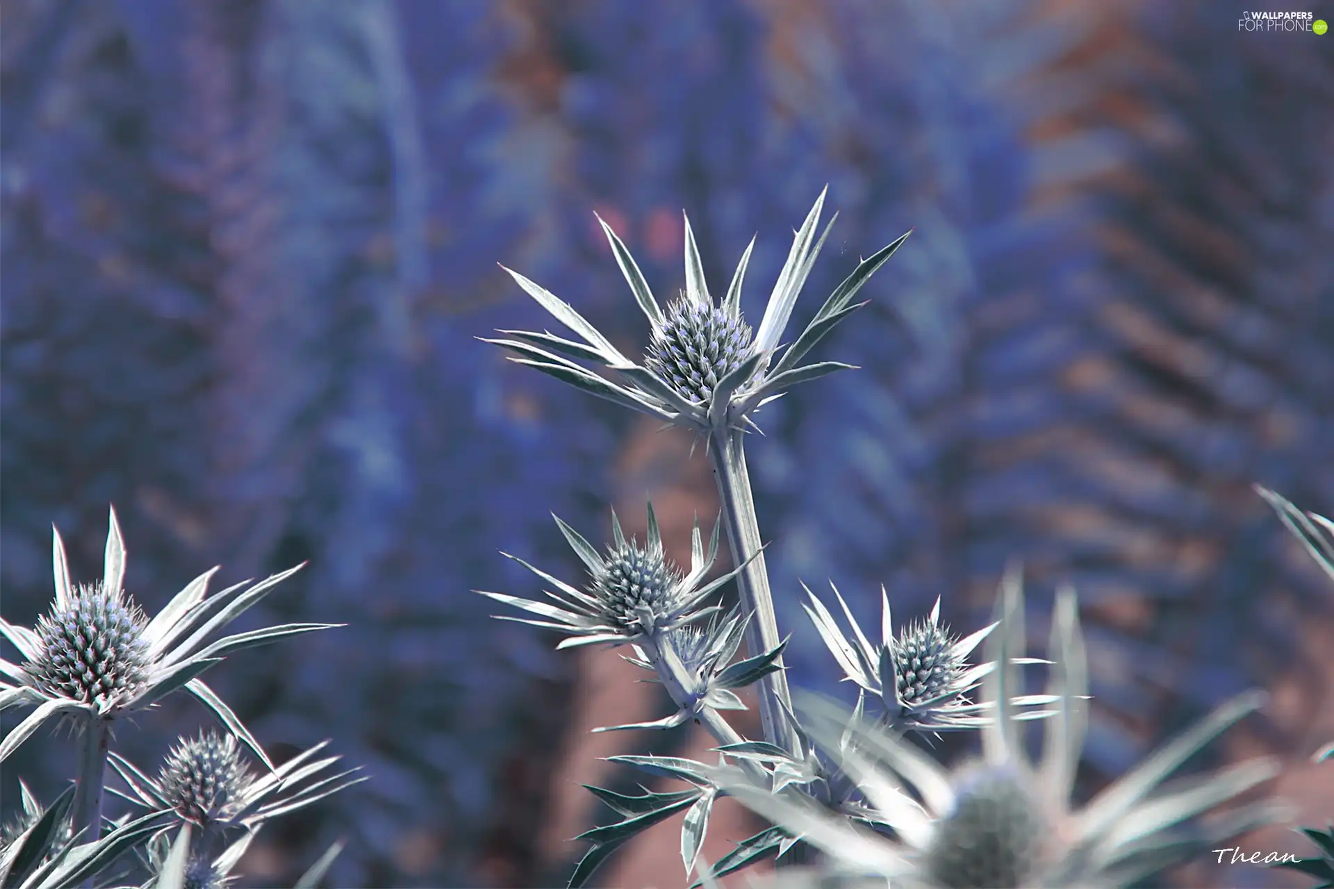 Blue, plant, gray