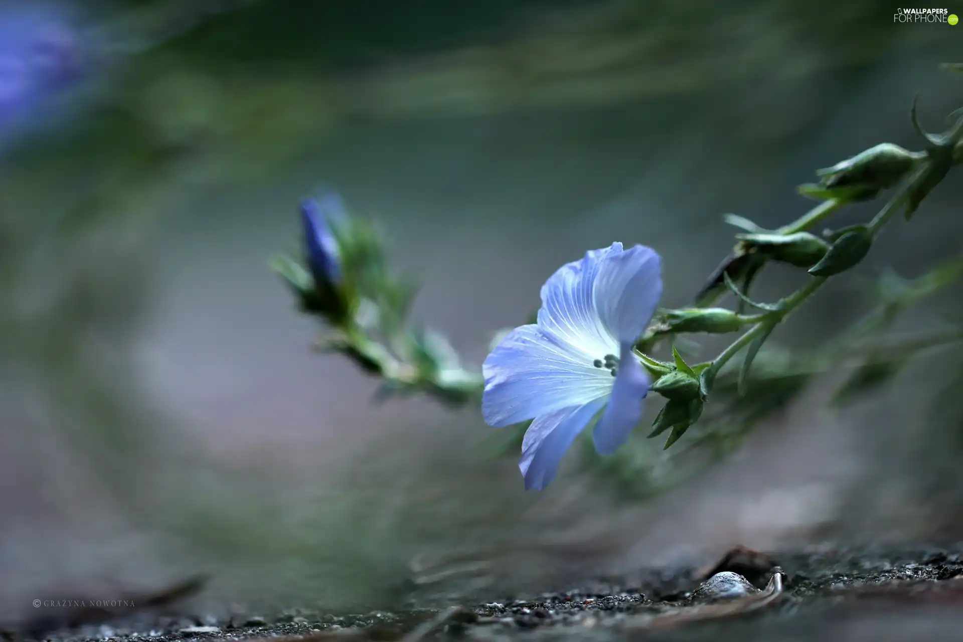 Colourfull Flowers, Linum Hirsutum, blue