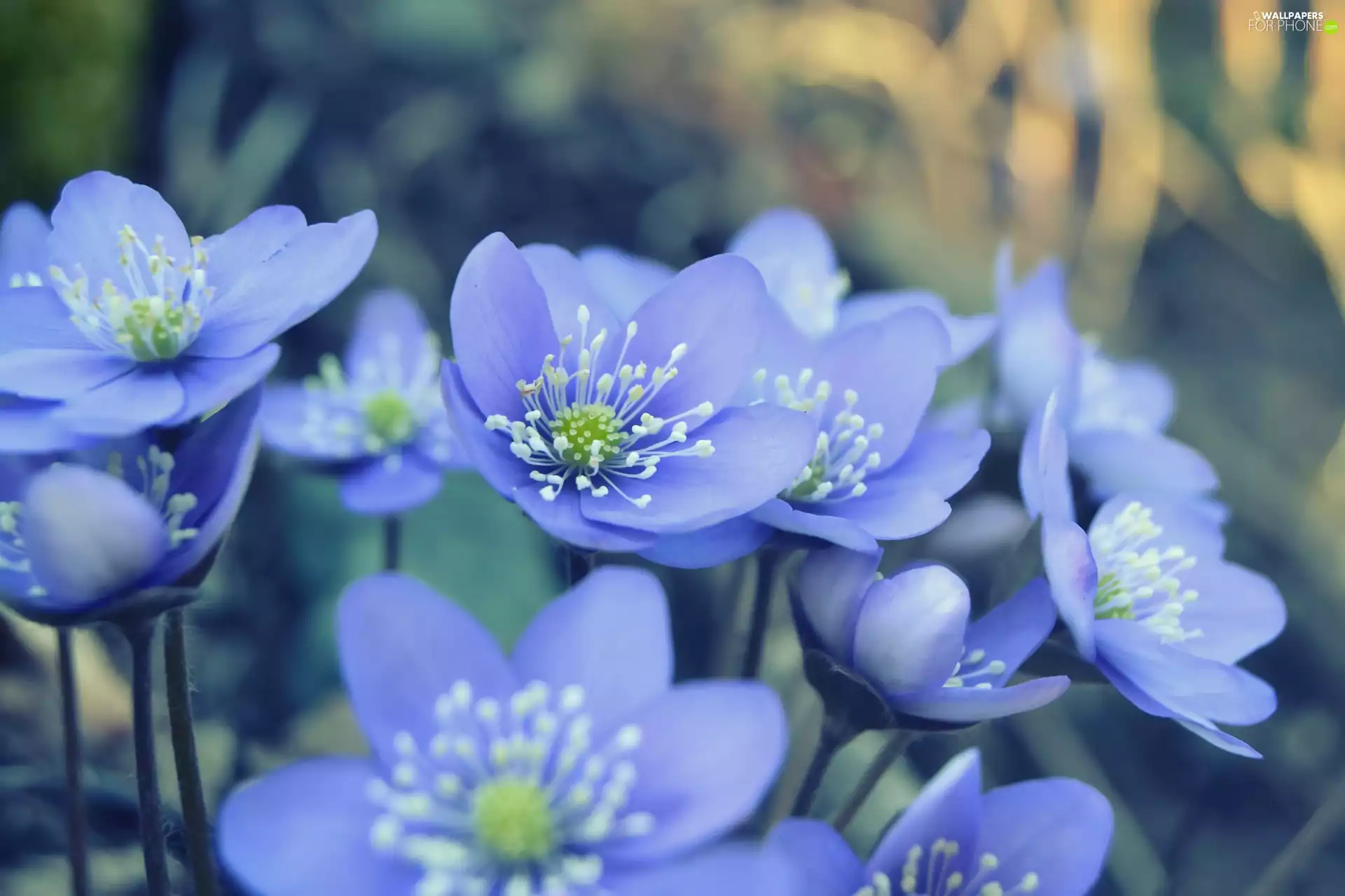 Blue, Flowers, Liverworts