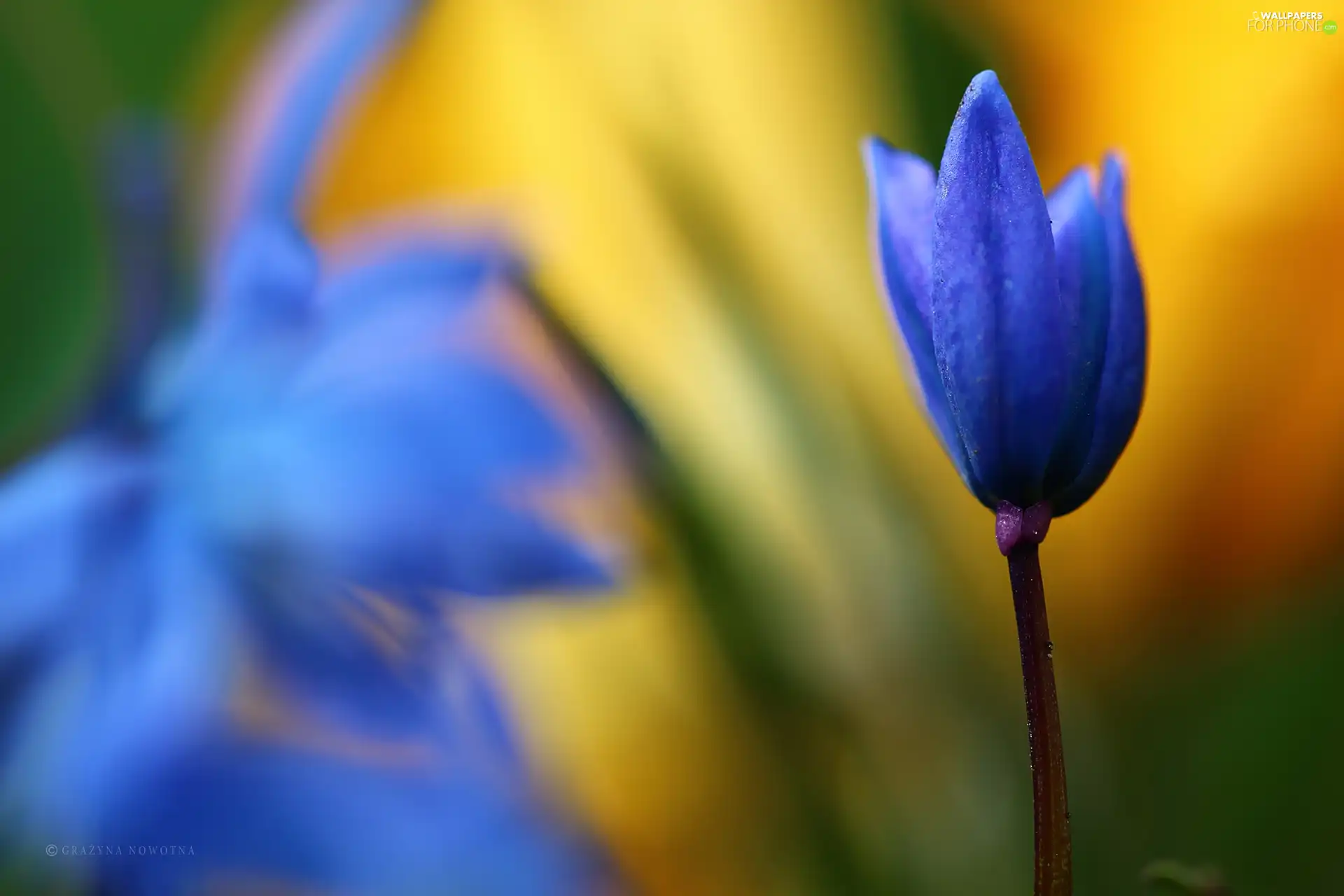 Colourfull Flowers, Siberian squill, blue