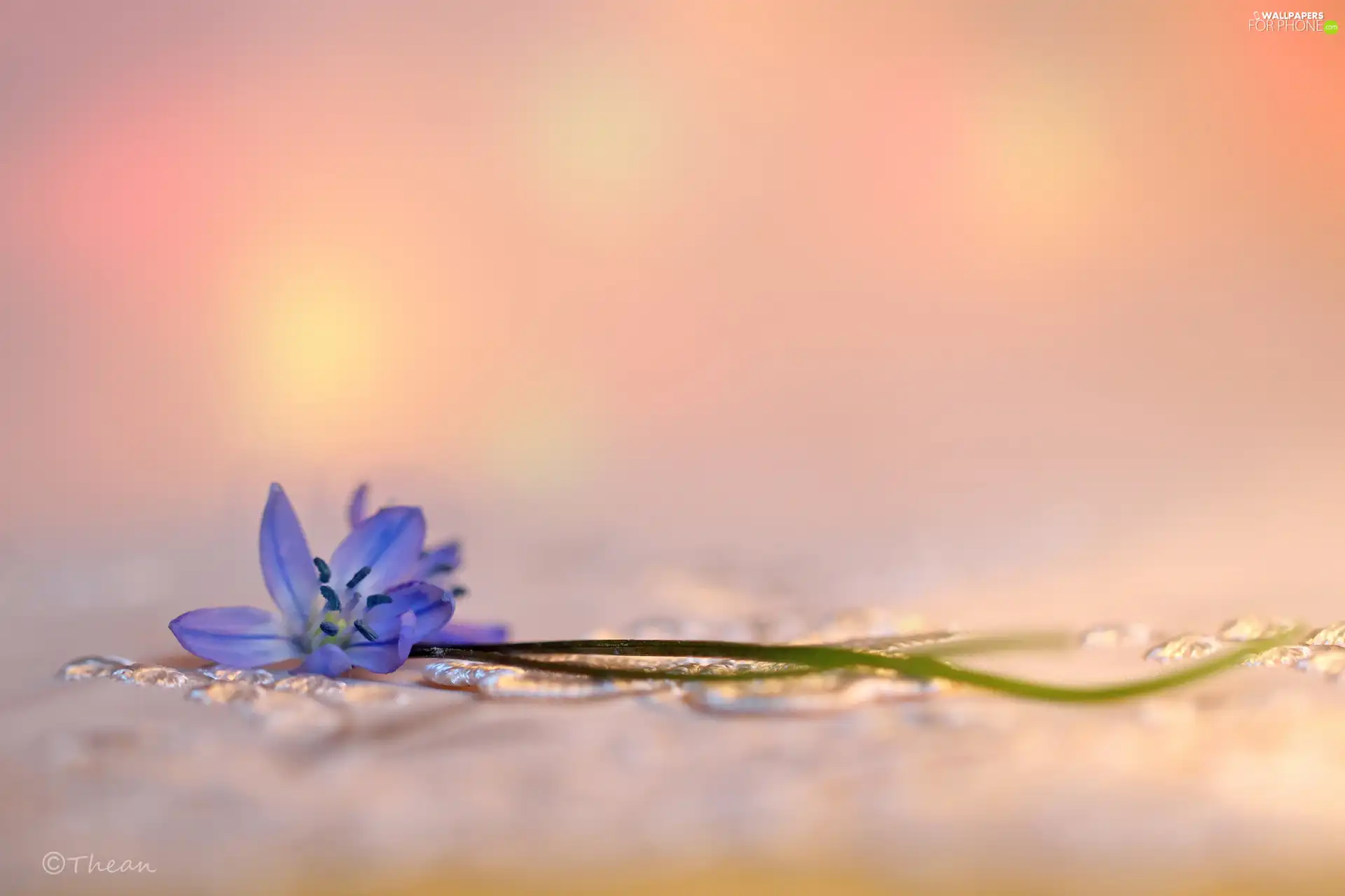 Colourfull Flowers, Siberian squill, blue