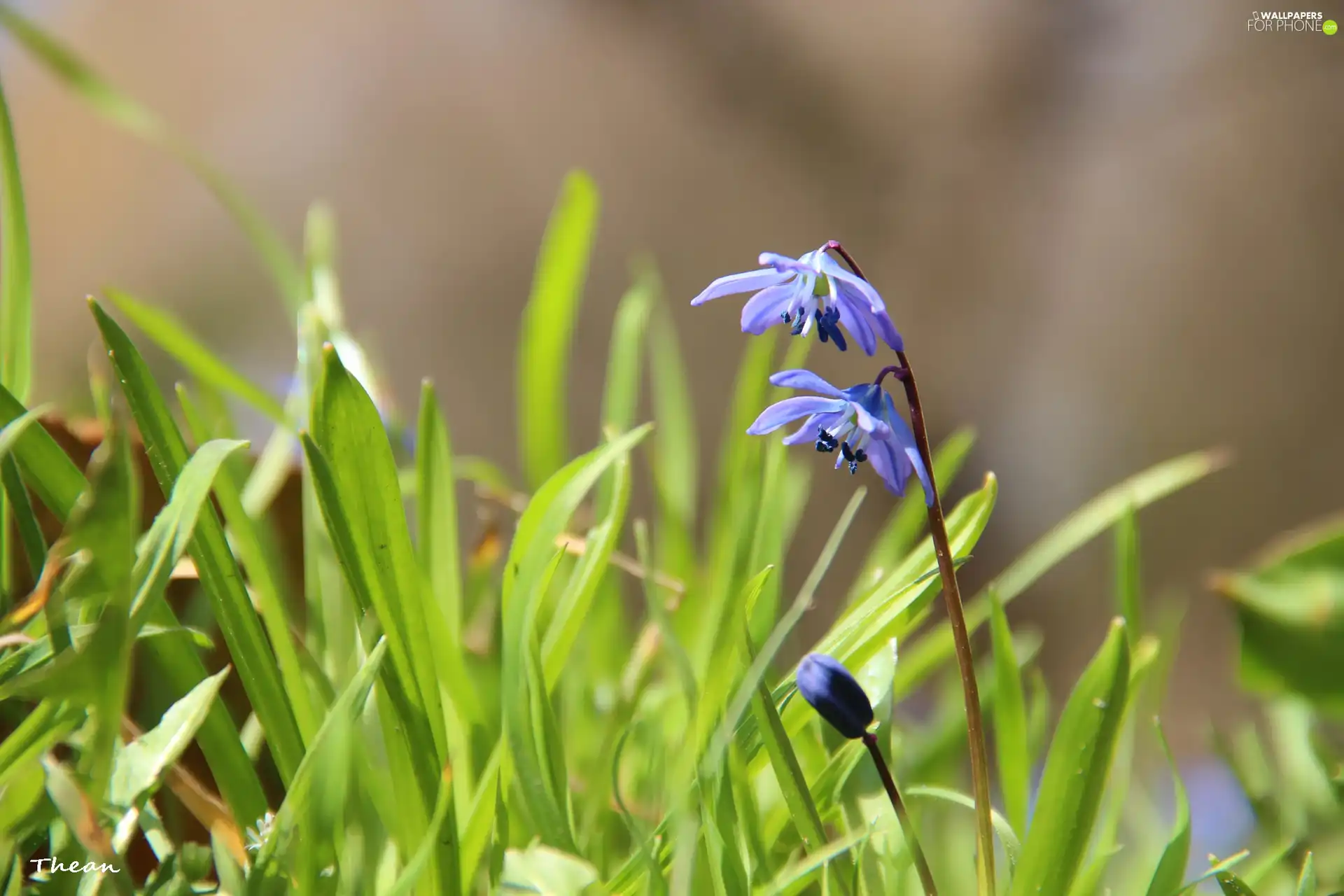 Flowers, Siberian squill, Blue