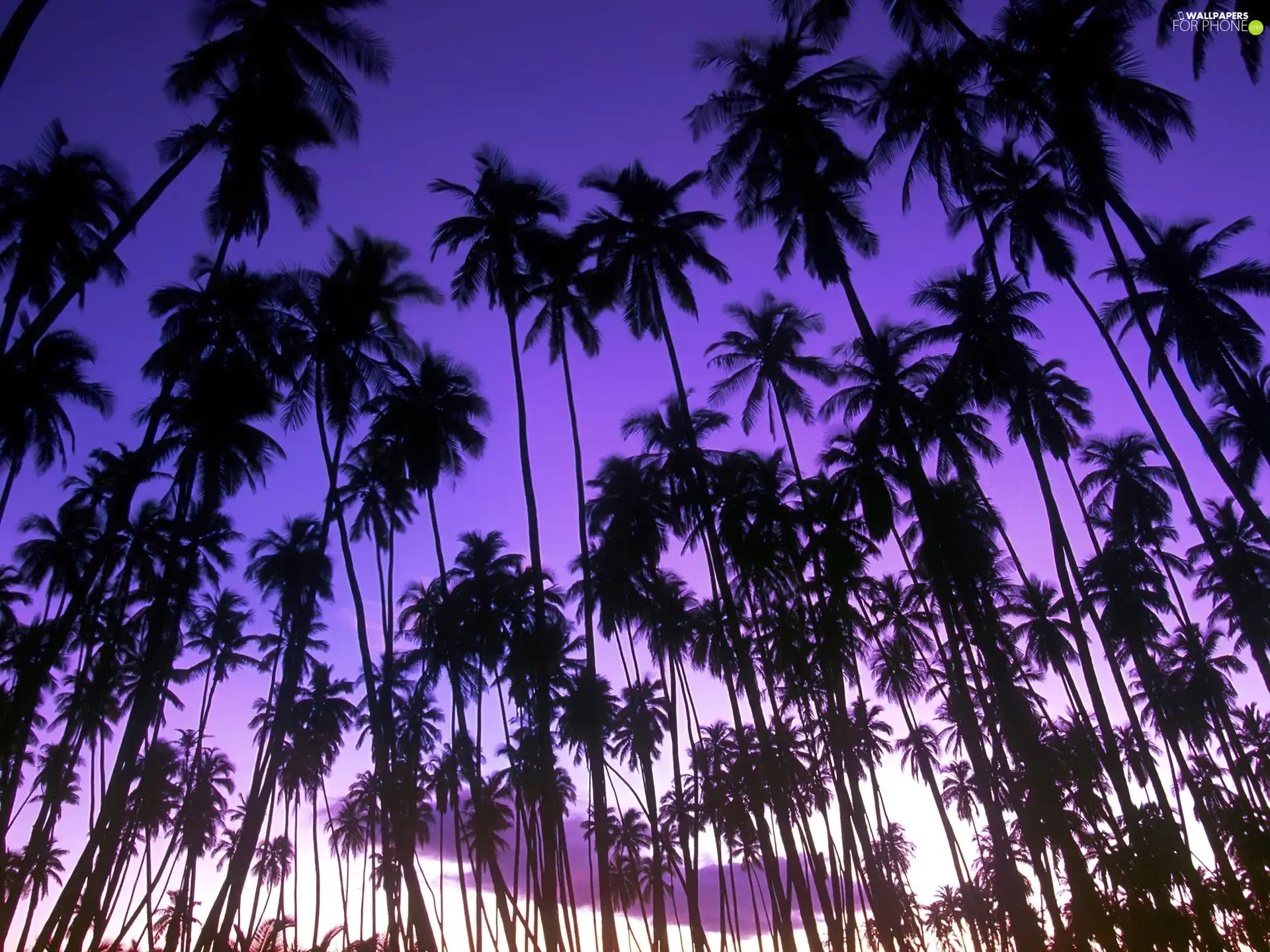 Blue, Sky, Palms, purple, high