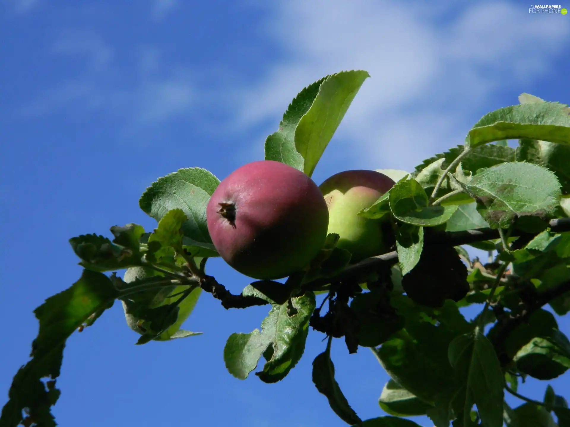 Blue, Sky, apples, Lobo, maturing