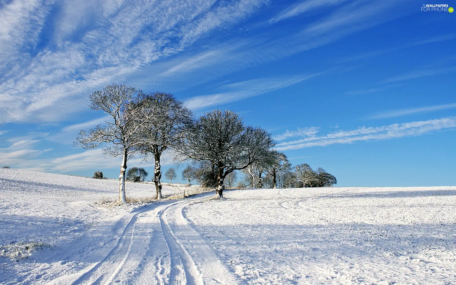 trees, snow, blue, sky, viewes, Way