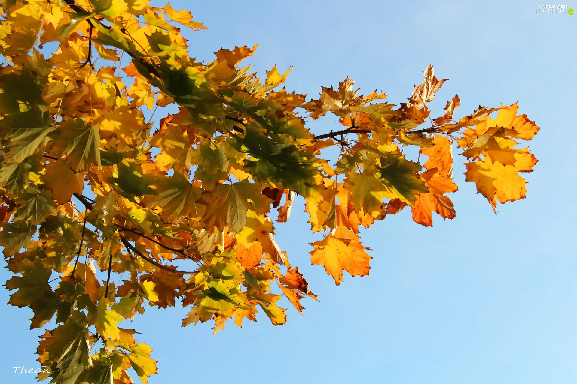 blue, Sky, Autumn, Leaf, Yellow