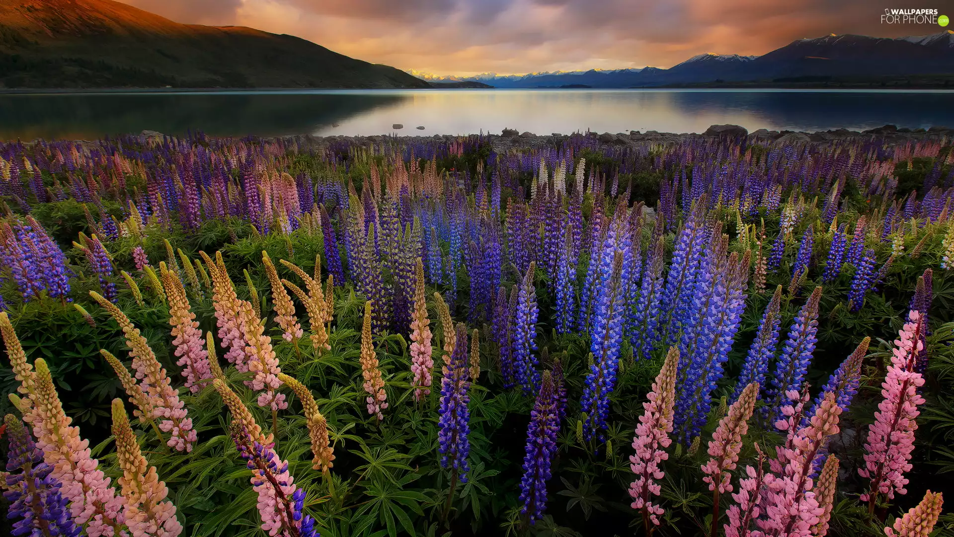 Blue, lupins, Mountains, Meadow, Sunrise, Pink, New Zeland, Tekapo Lake