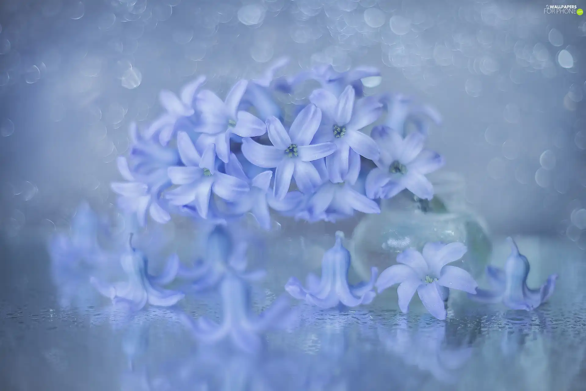 hyacinth, blue, vase, Colourfull Flowers