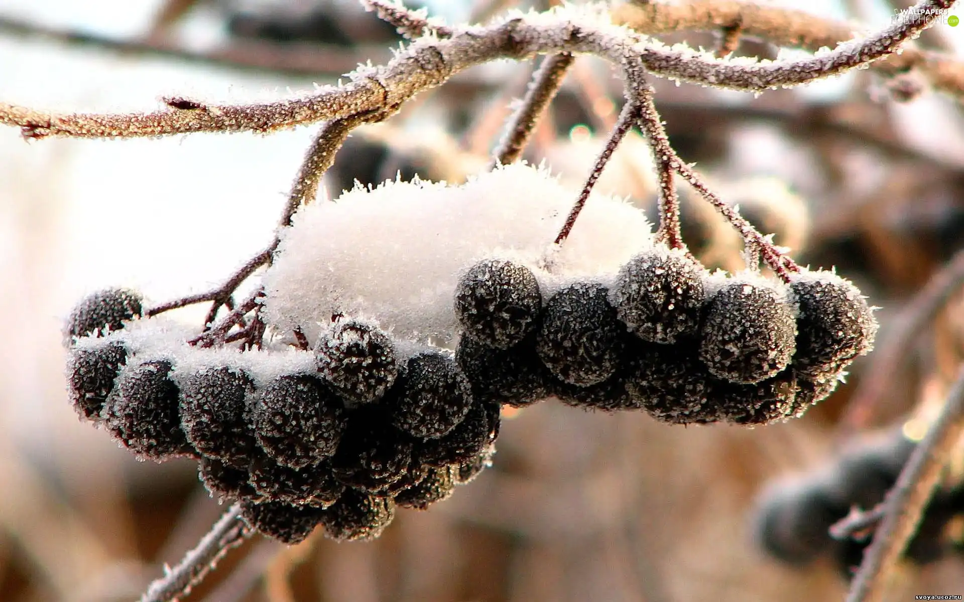 blueberries, Black, Icecream, snow, White frost, without