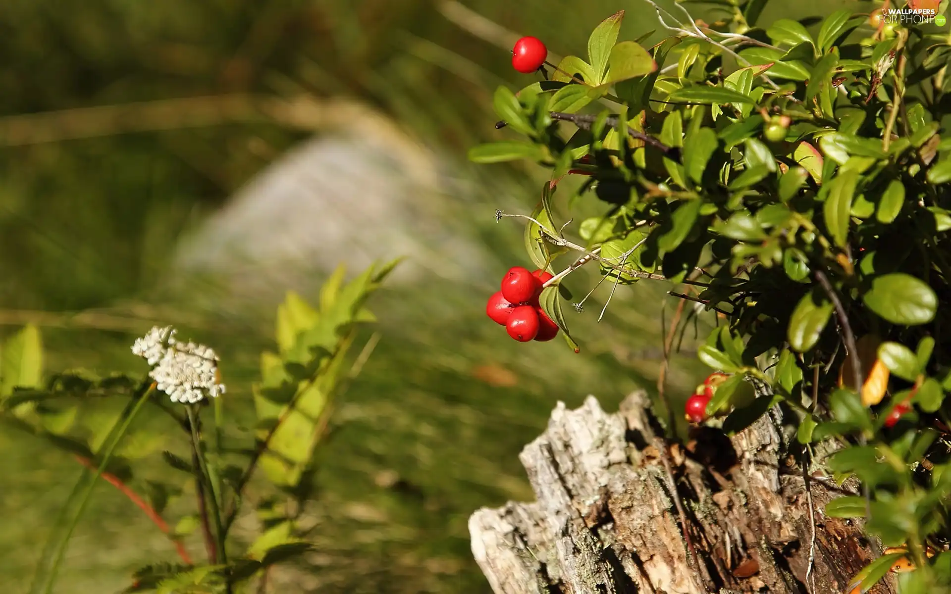 Red, blueberries